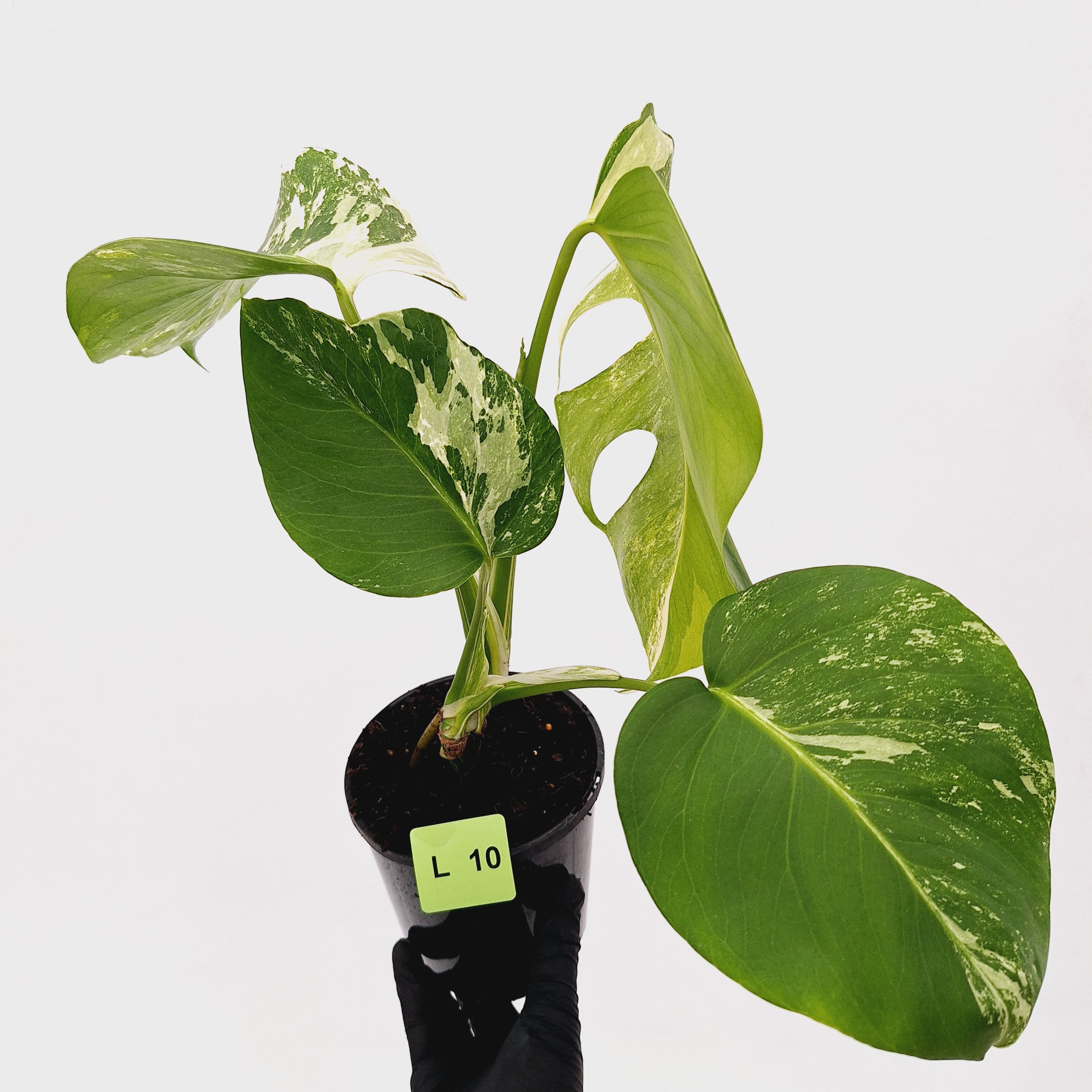 Monstera borsigiana &#39;Albo&#39;