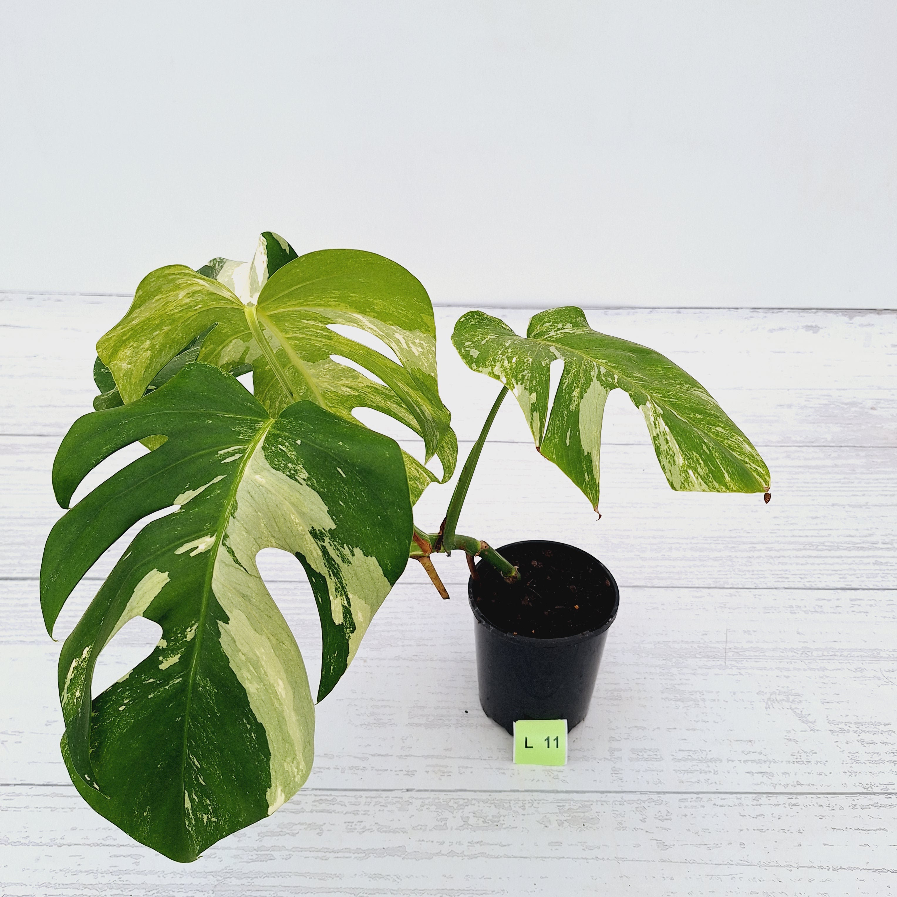 Monstera borsigiana &#39;Albo&#39;