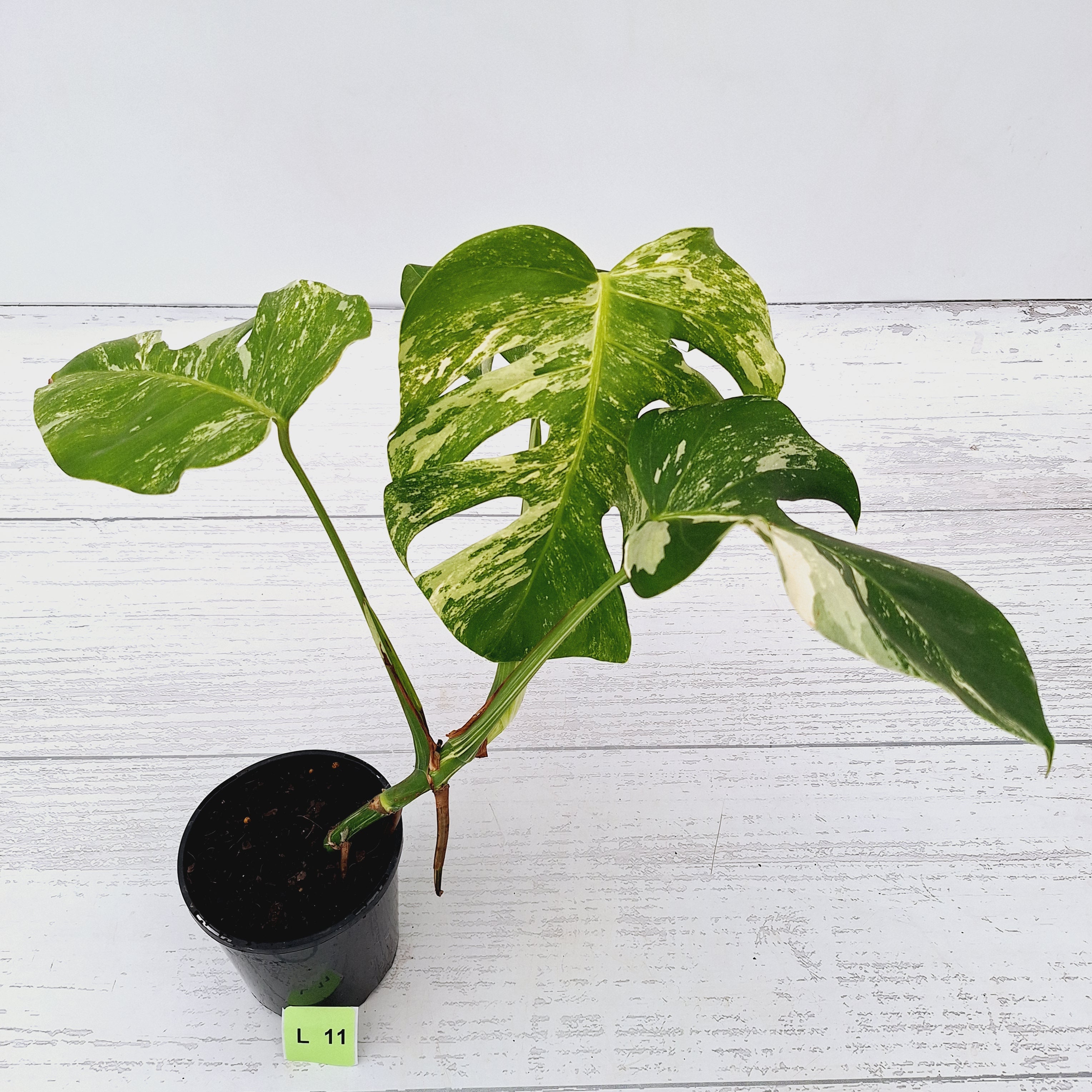 Monstera borsigiana &#39;Albo&#39;