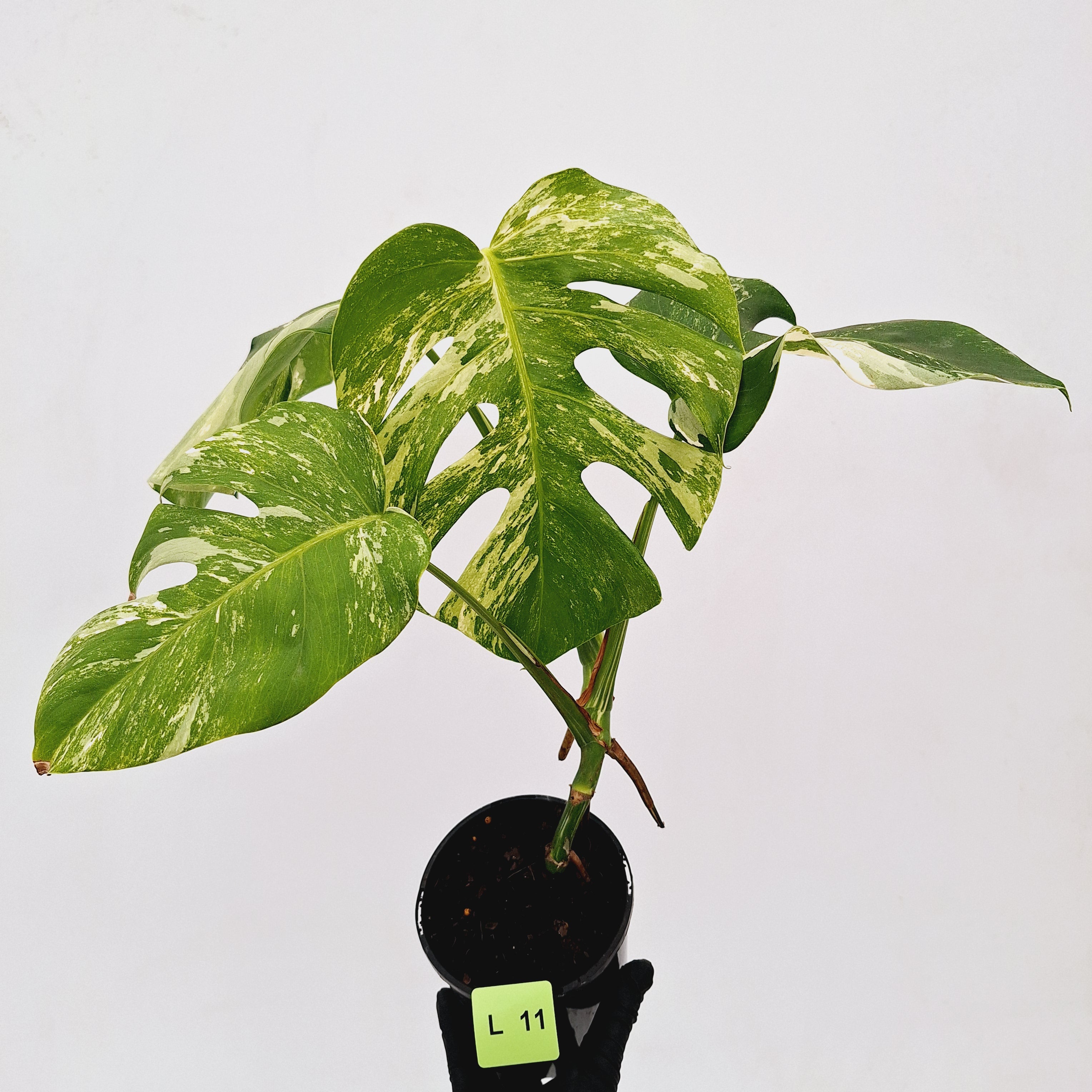 Monstera borsigiana &#39;Albo&#39;