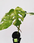 Monstera borsigiana 'Albo'
