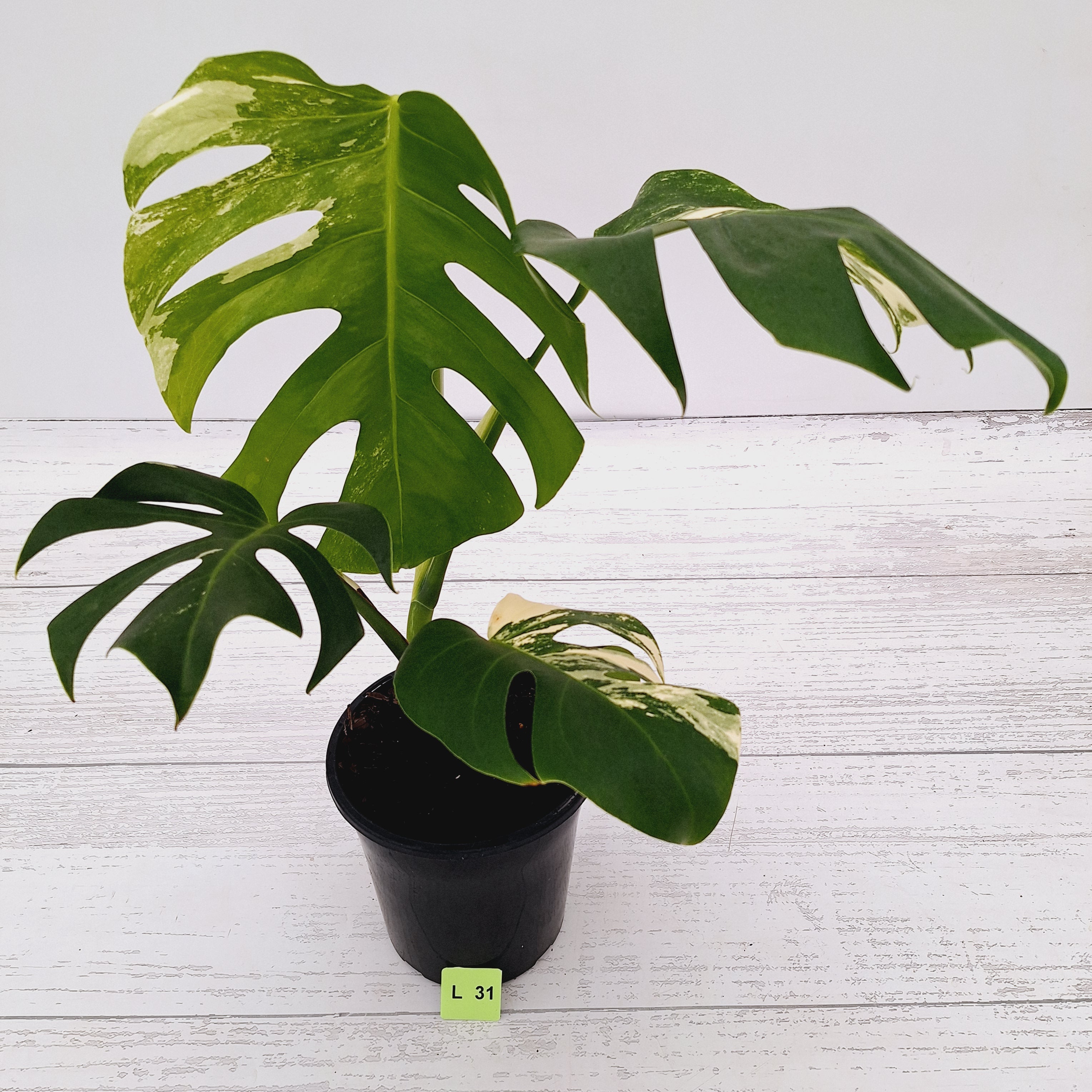 Monstera borsigiana &#39;Albo&#39;