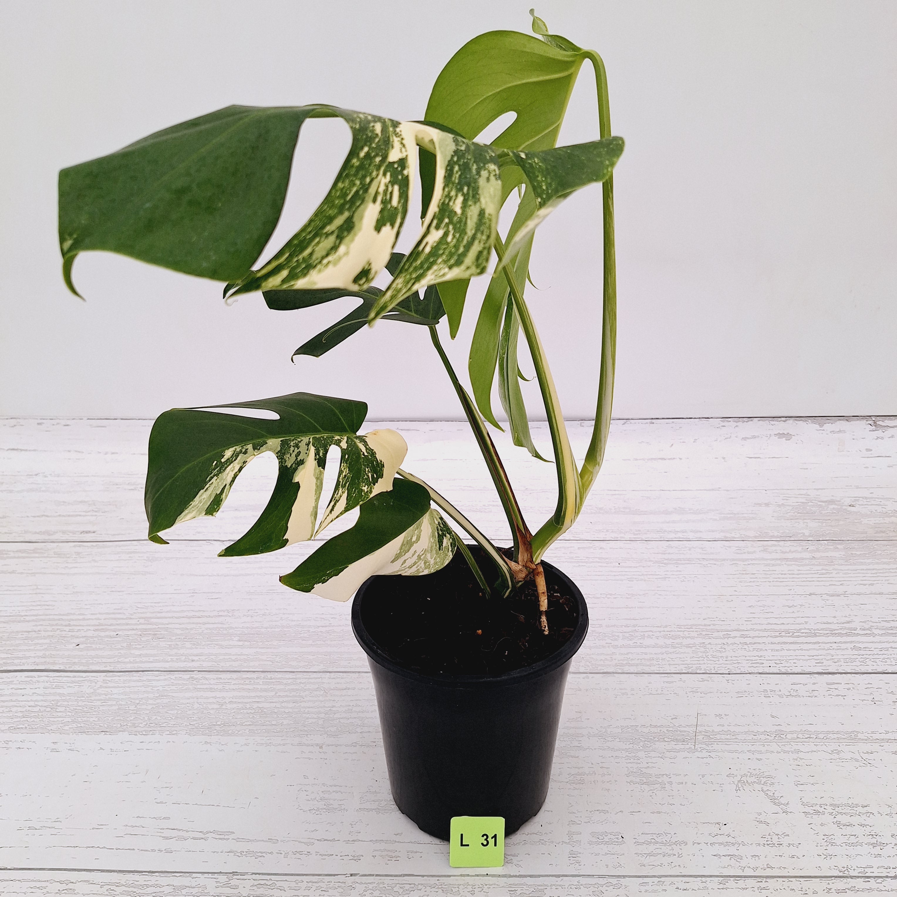 Monstera borsigiana &#39;Albo&#39;