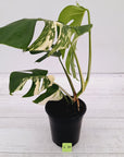 Monstera borsigiana 'Albo'