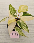 Philodendron gloriosum white vien variegata