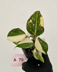 Philodendron gloriosum white vien variegata