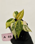 Philodendron gloriosum white vien variegata