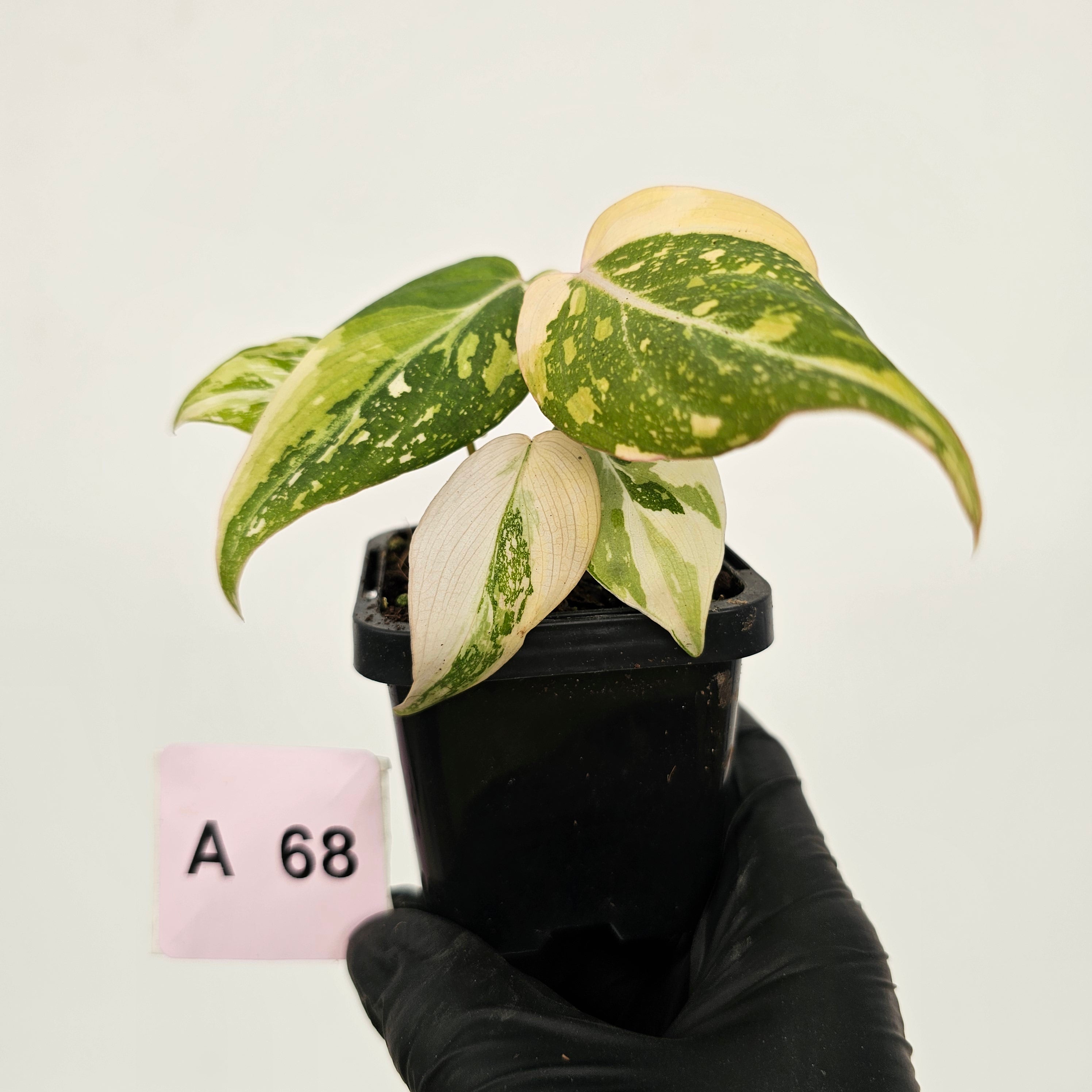 Philodendron gloriosum white vien variegata