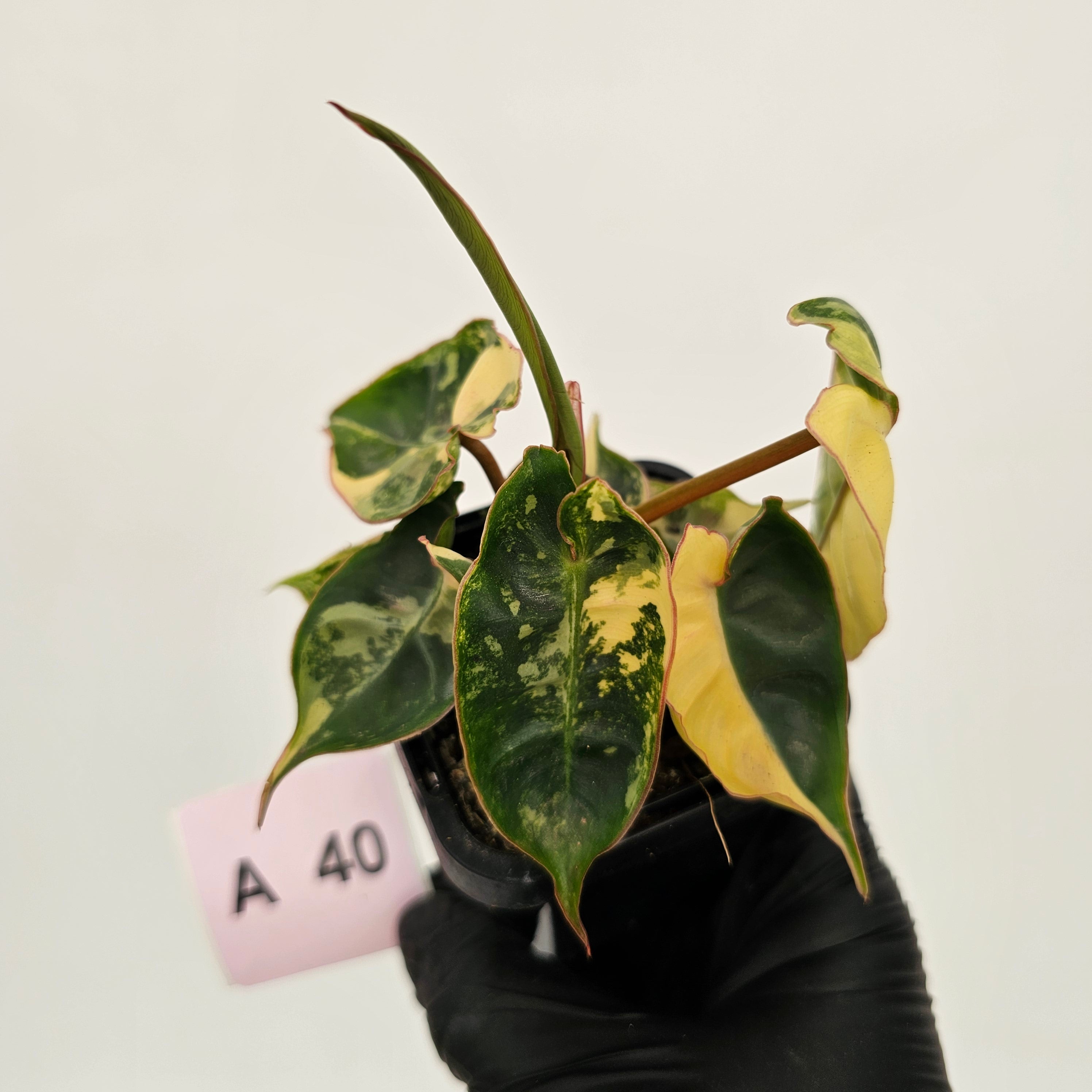 Philodendron billietiae Variegata