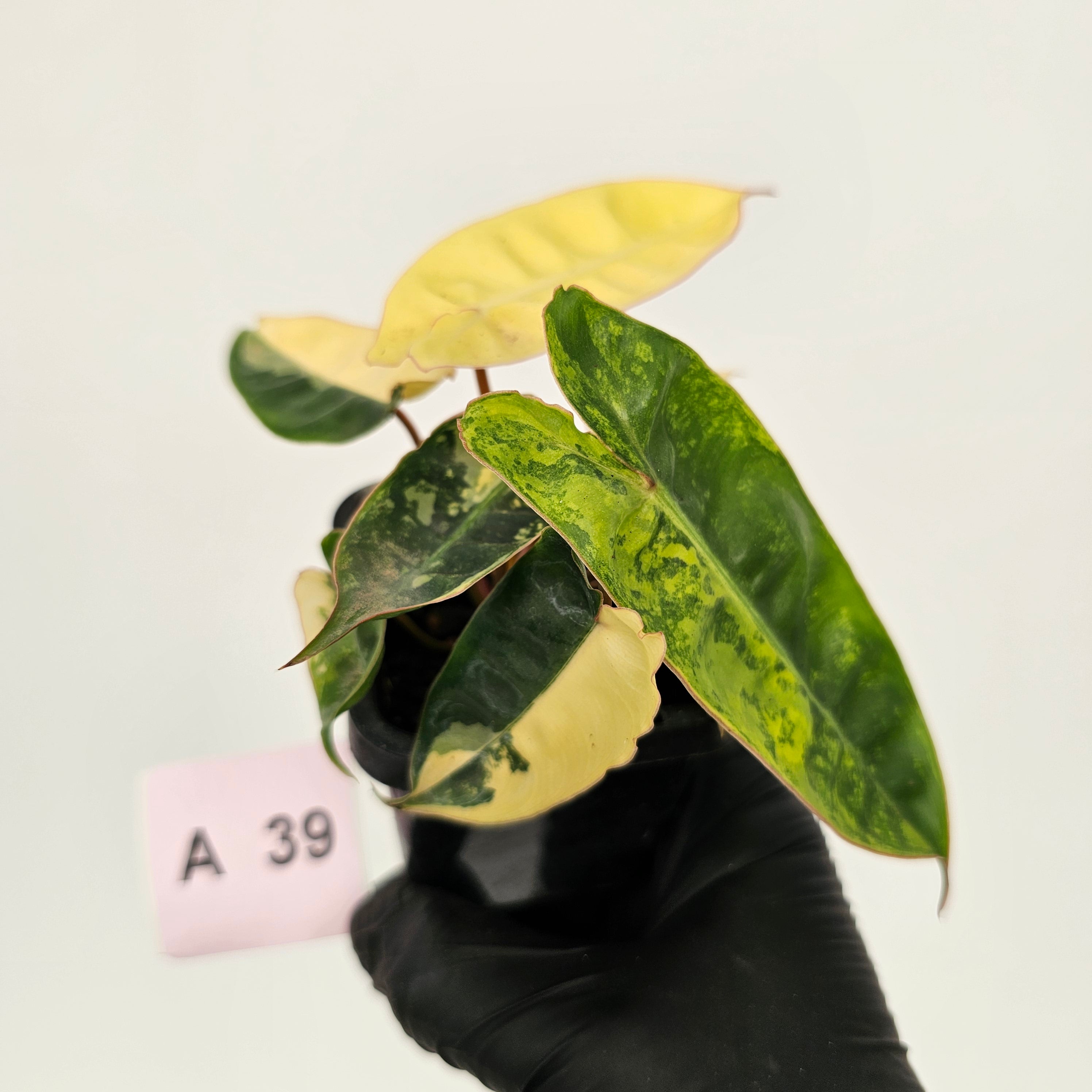 Philodendron billietiae Variegata