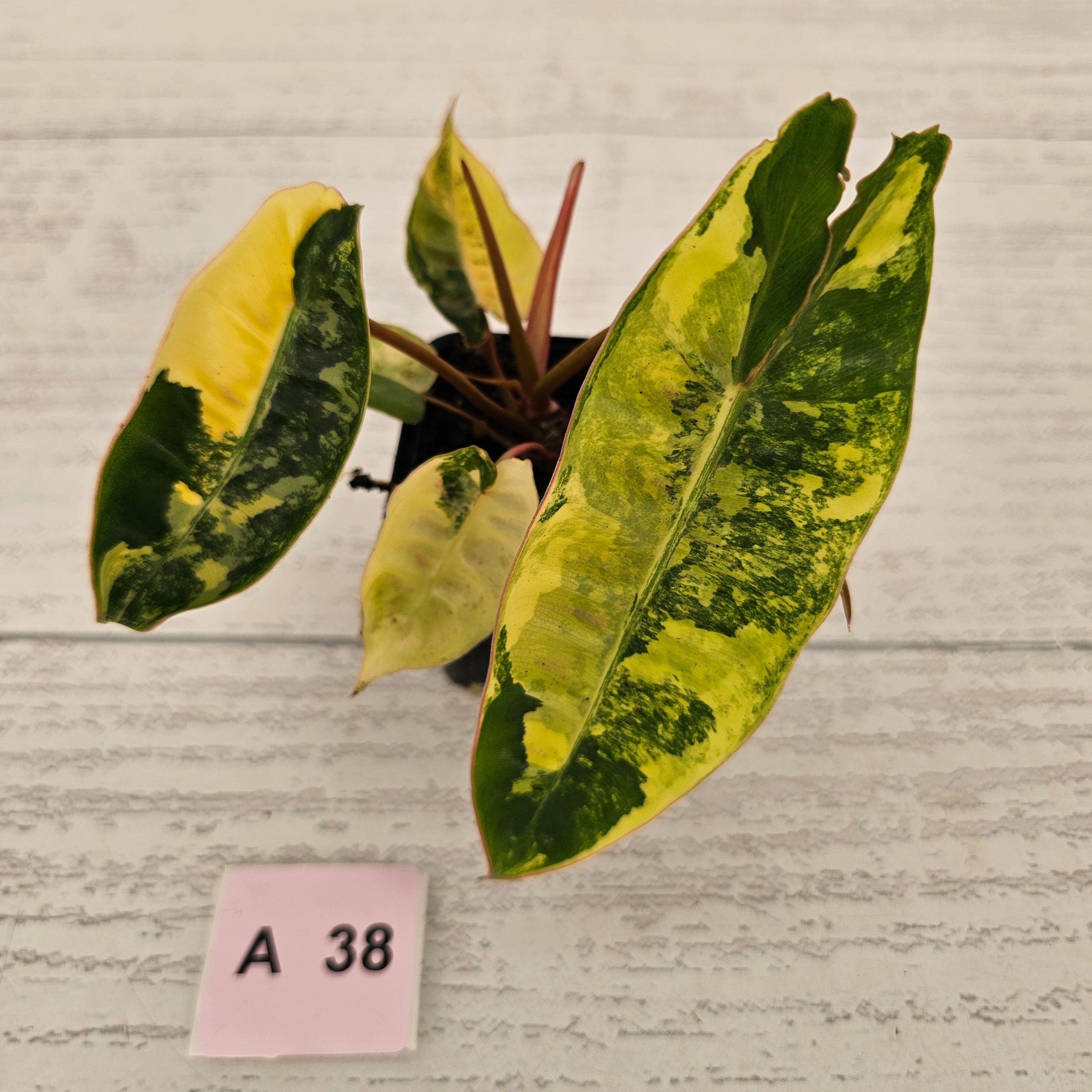 Philodendron billietiae Variegata