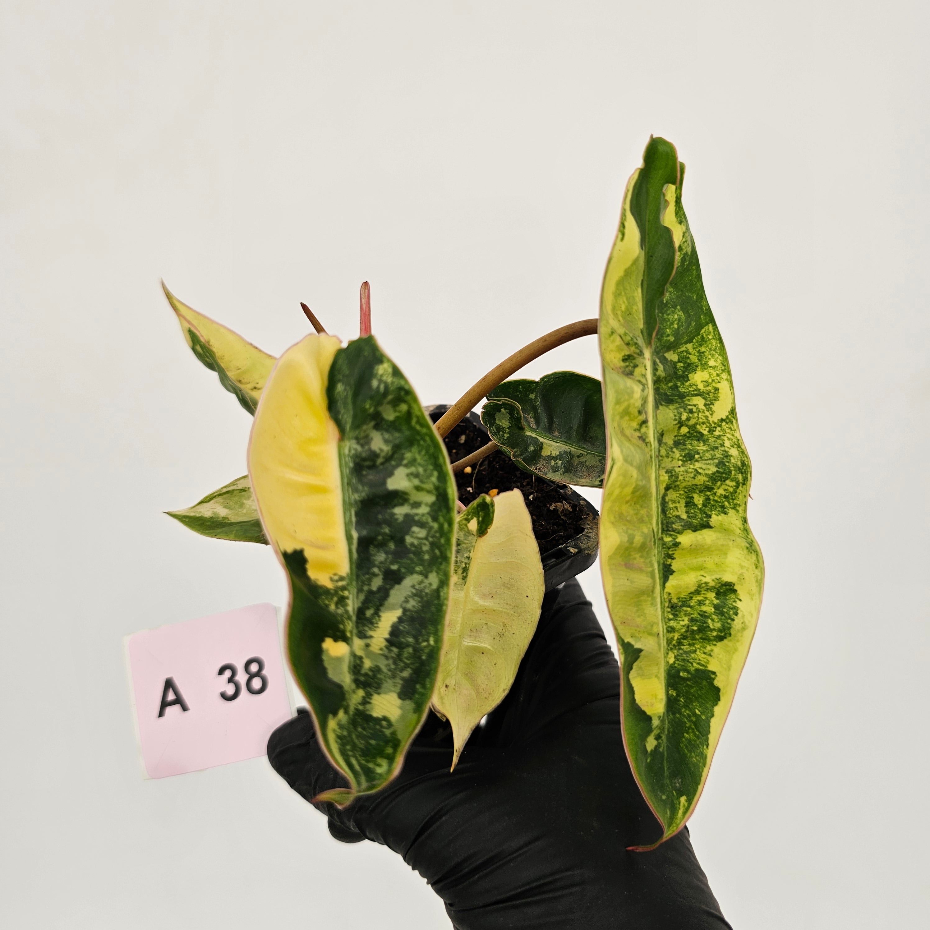 Philodendron billietiae Variegata