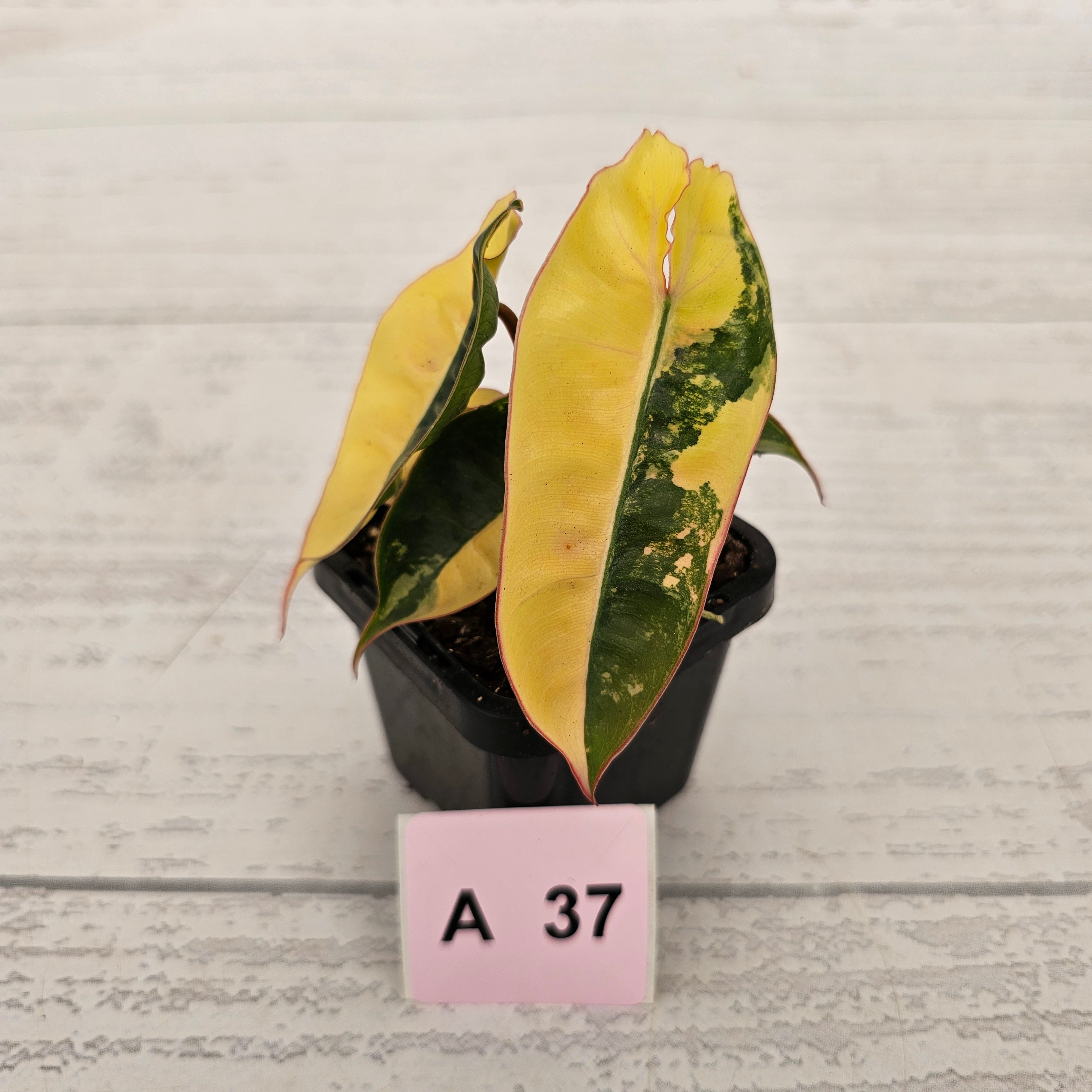 Philodendron billietiae Variegata