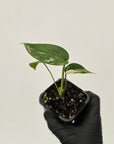 Monstera deliciosa Thai Constellation - 70mm
