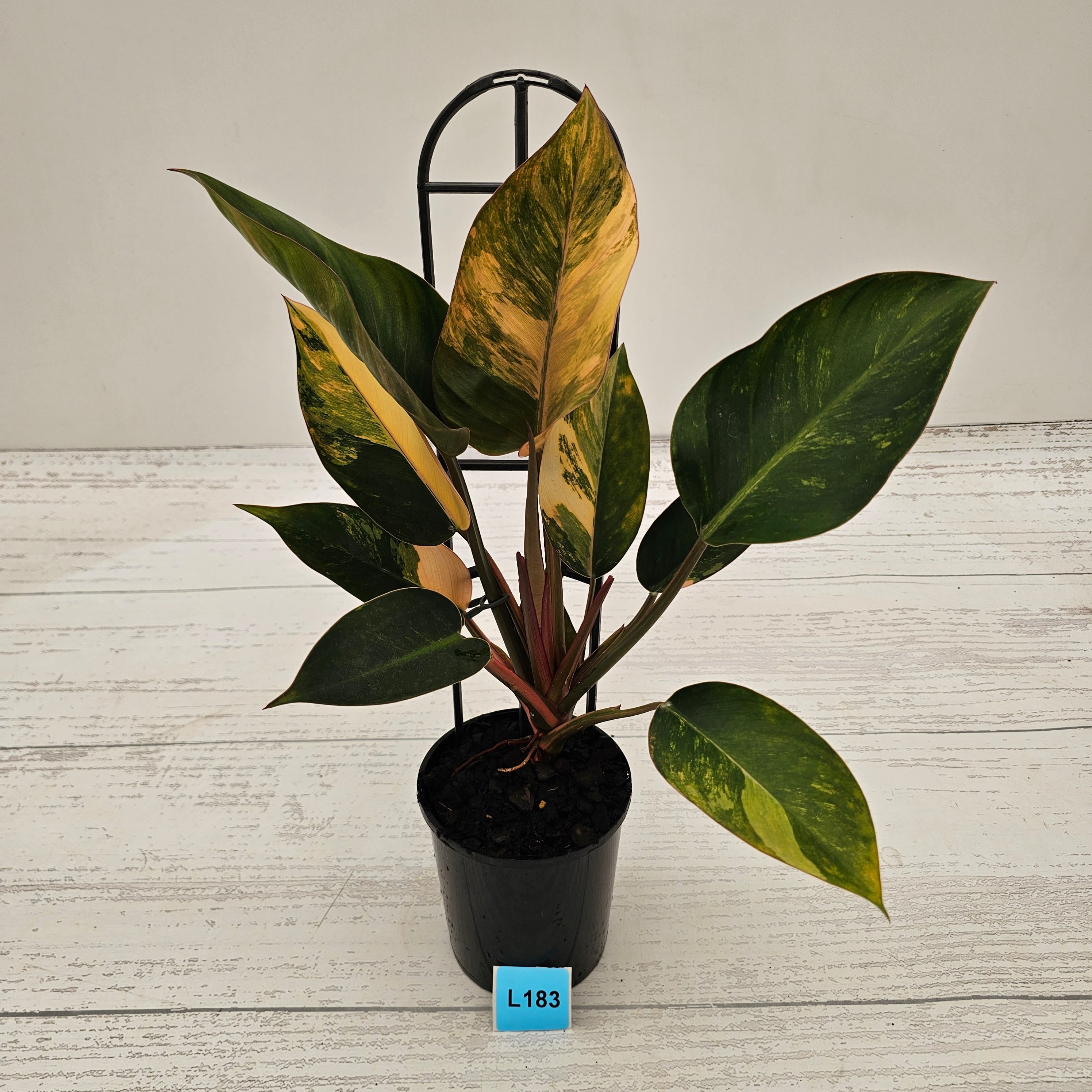 Philodendron 'Rojo Congo Variegated'