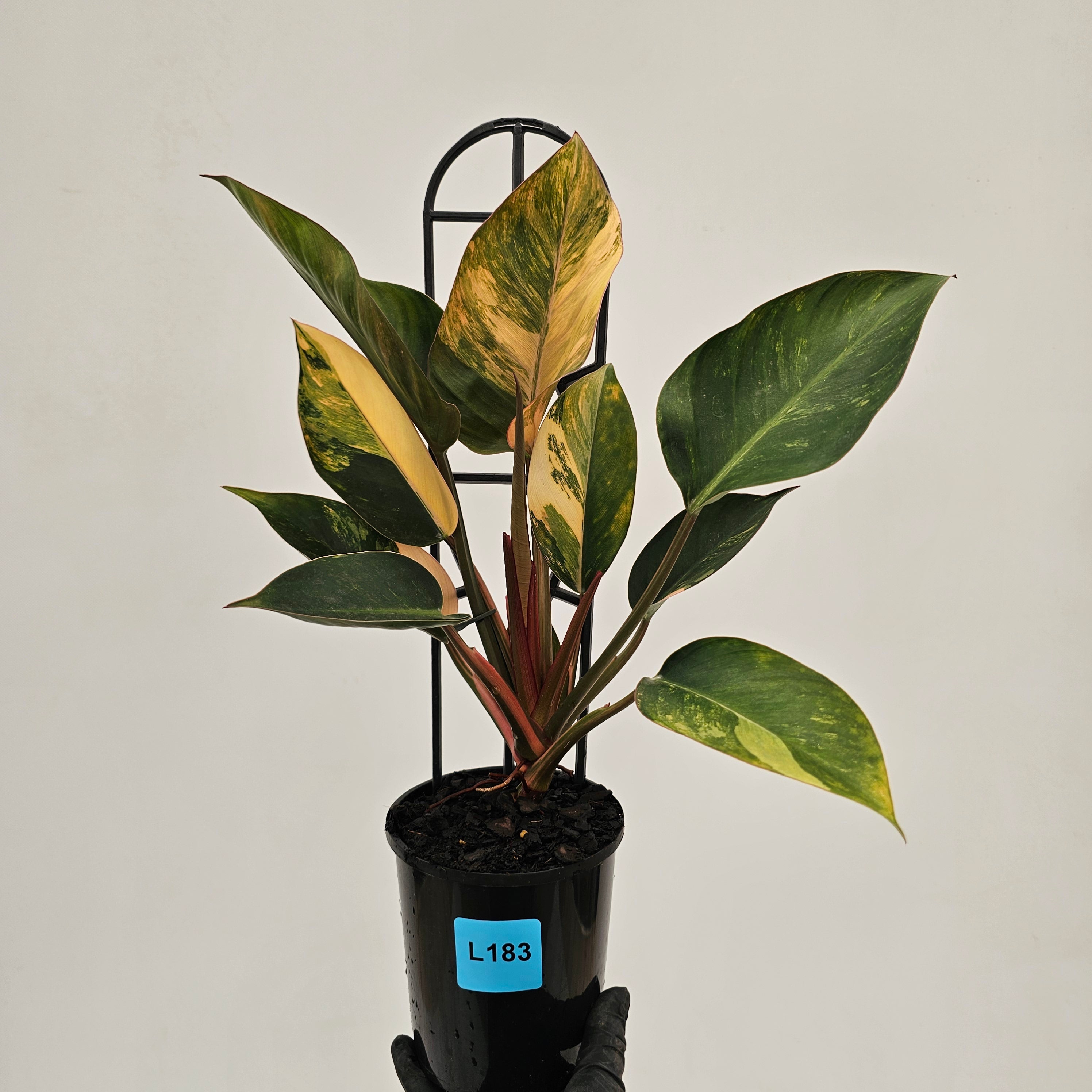 Philodendron 'Rojo Congo Variegated'