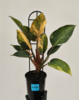 Philodendron 'Rojo Congo Variegated'
