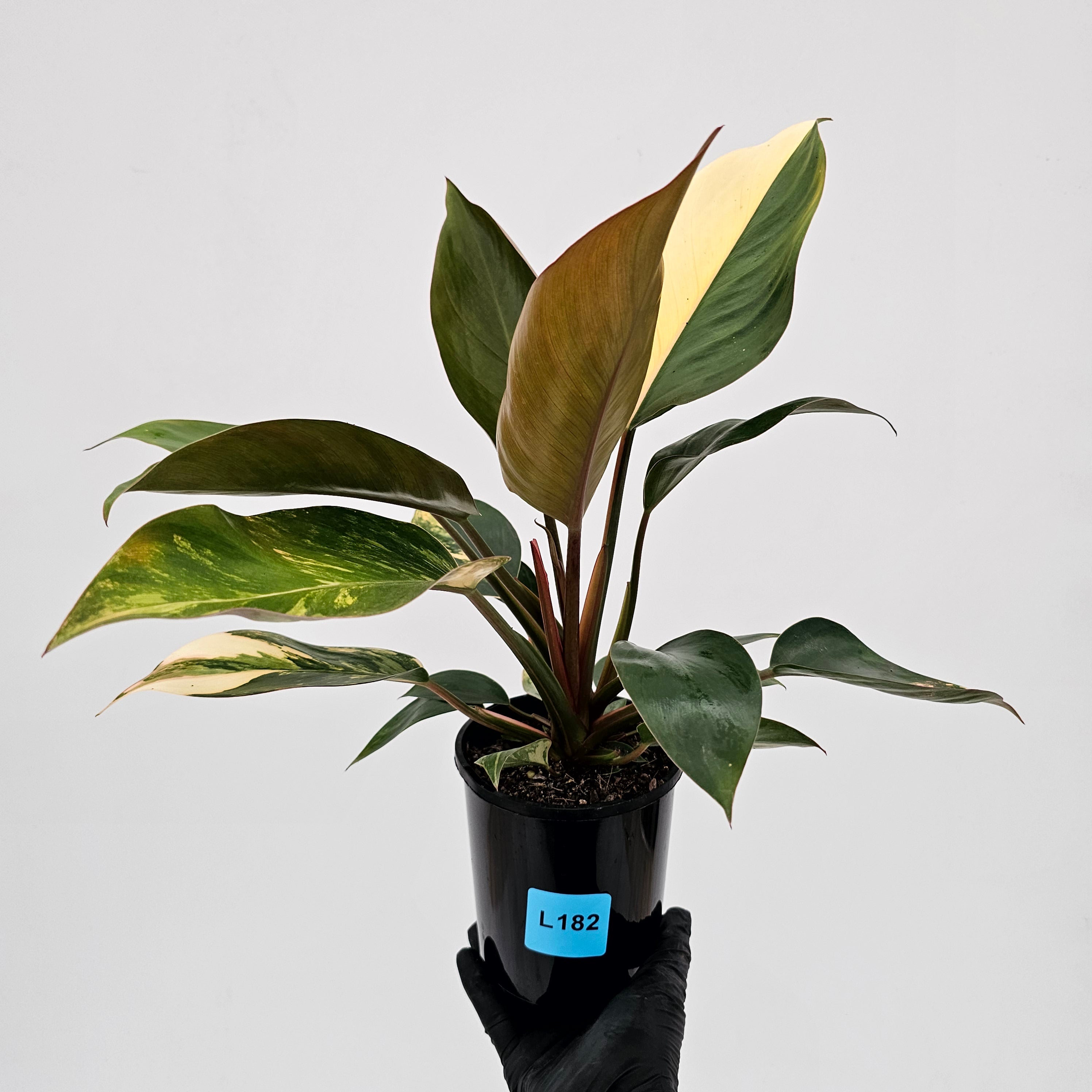 Philodendron 'Rojo Congo Variegated'