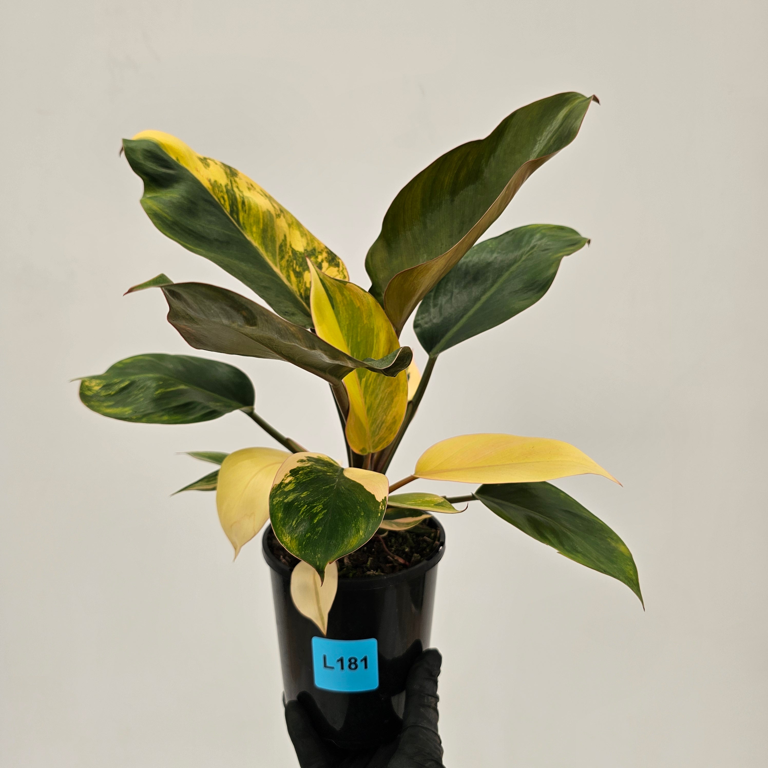 Philodendron 'Rojo Congo Variegated'