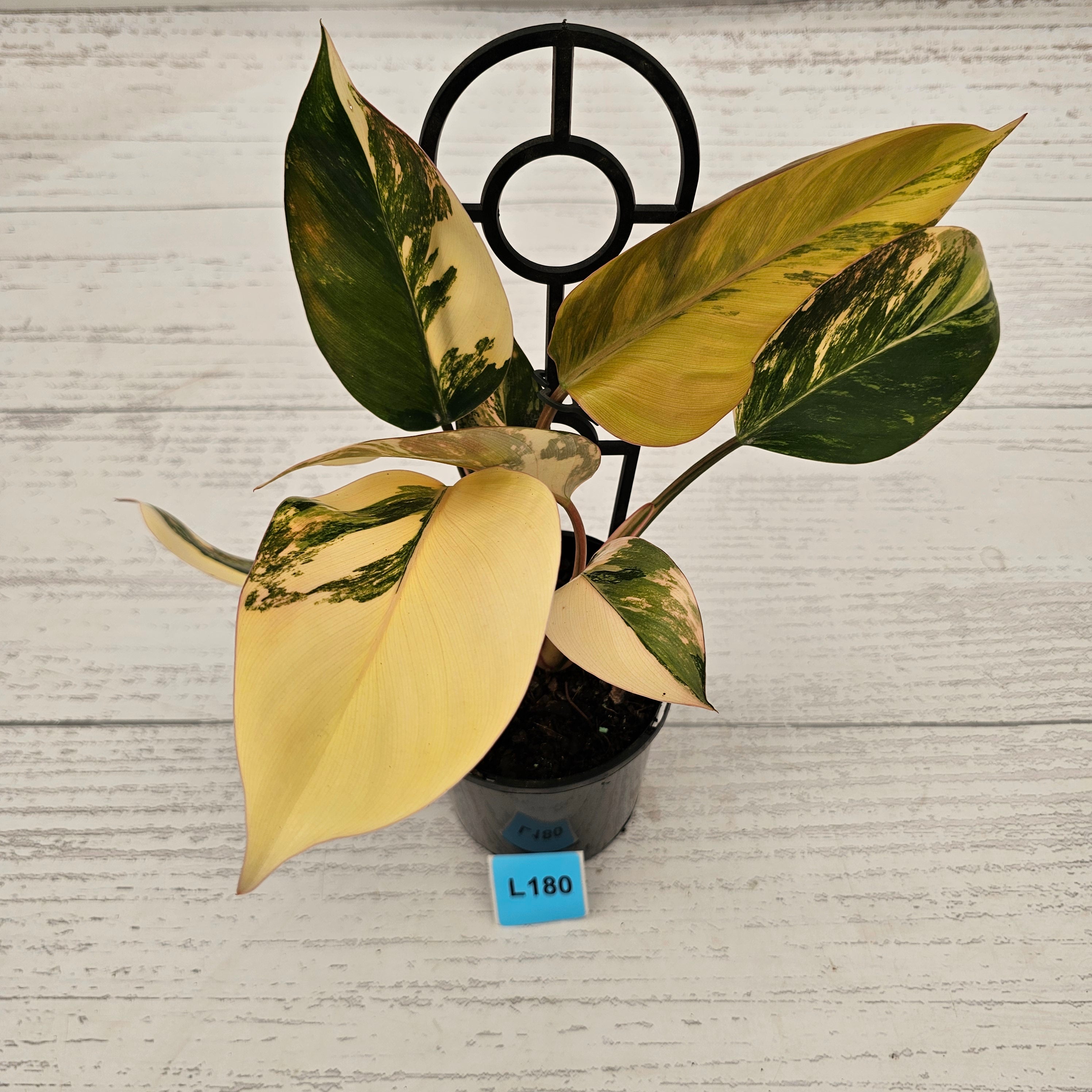 Philodendron 'Rojo Congo Variegated'