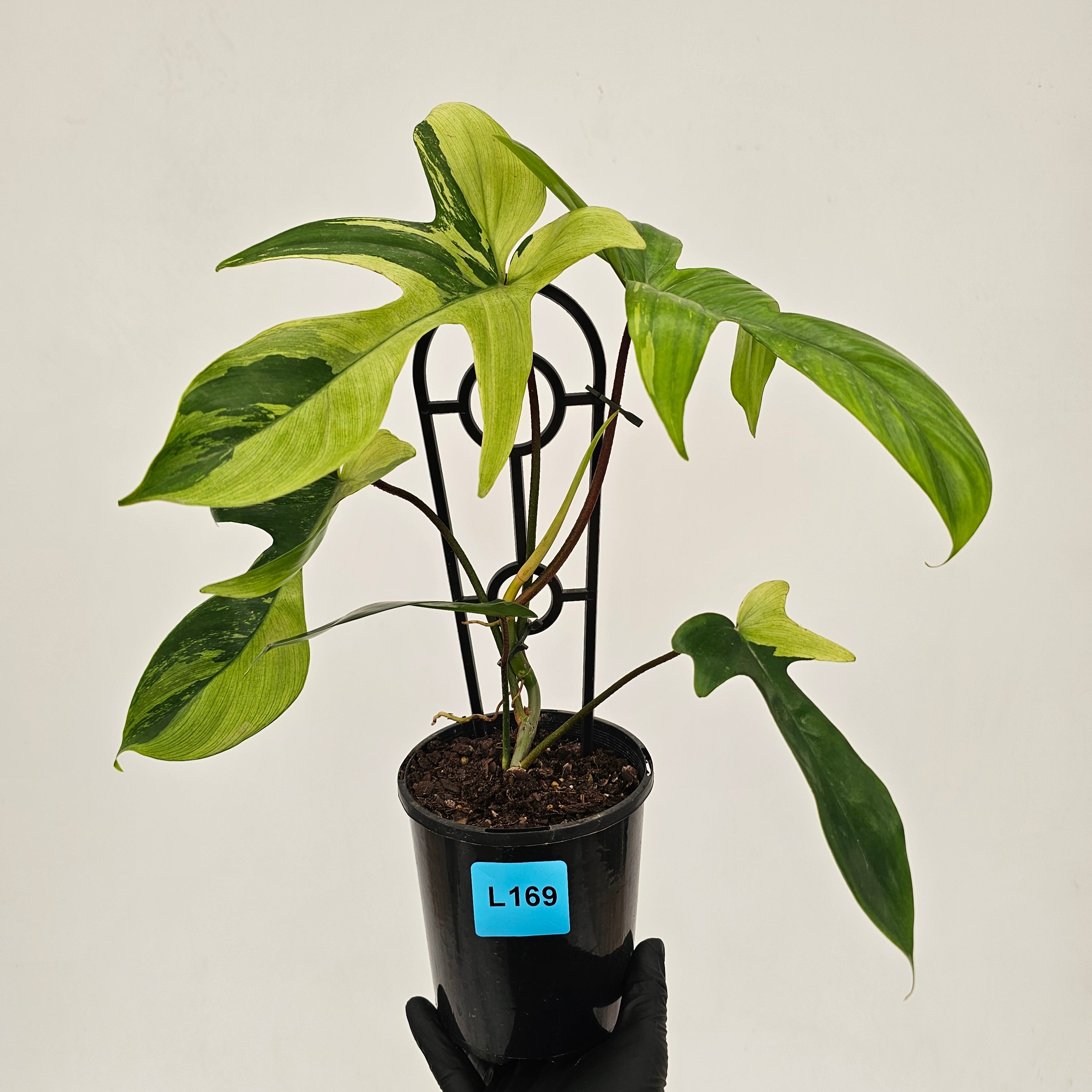 Philodendron pedatum Florida Beauty