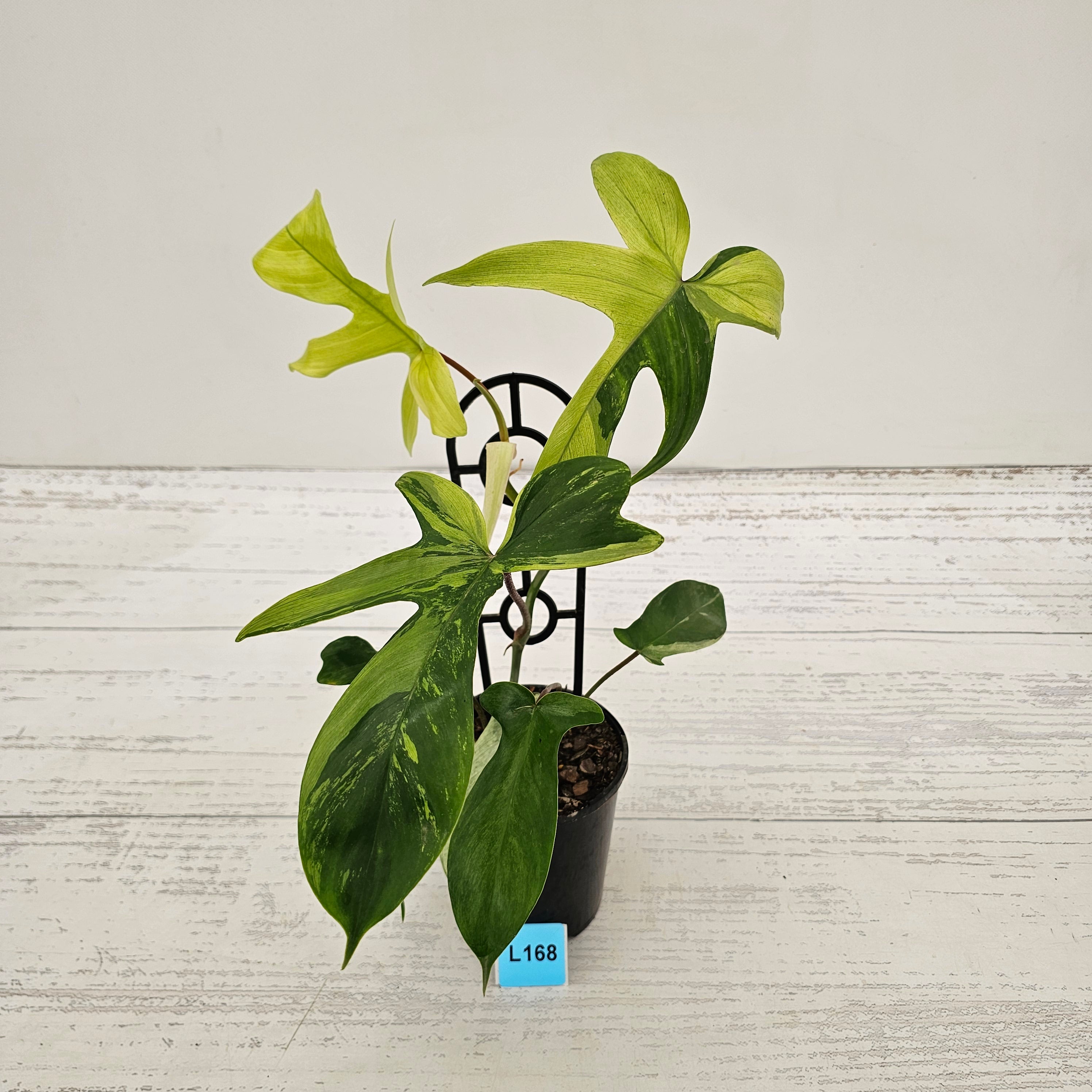 Philodendron pedatum Florida Beauty