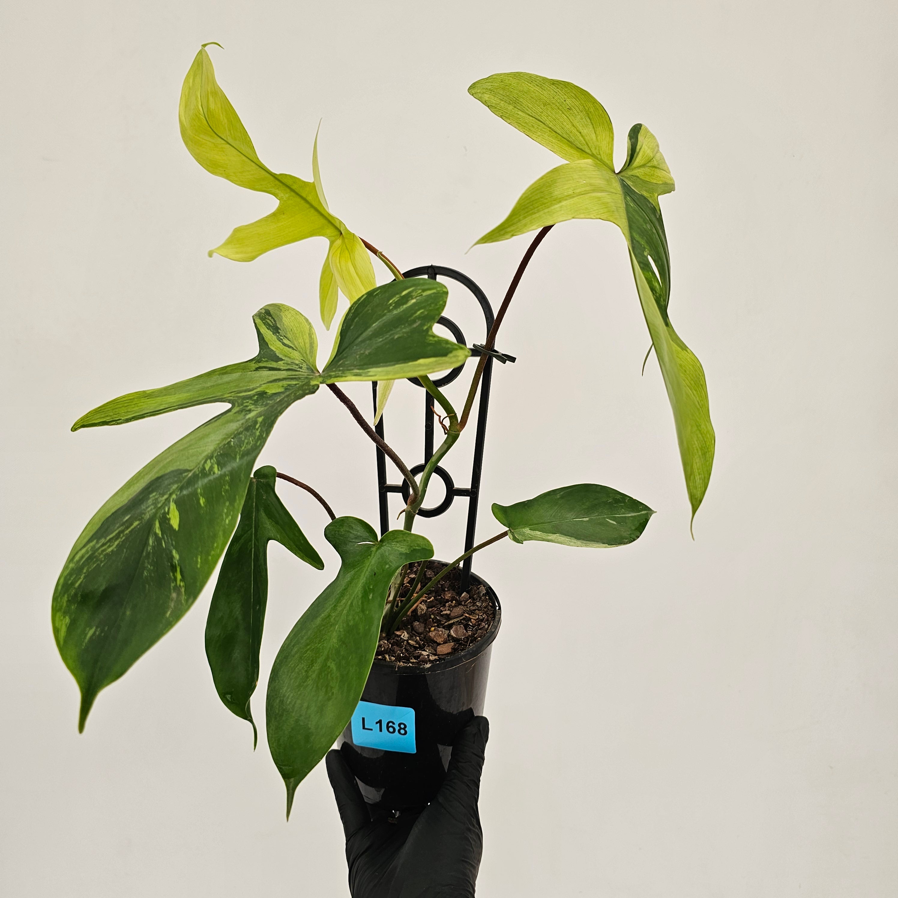 Philodendron pedatum Florida Beauty