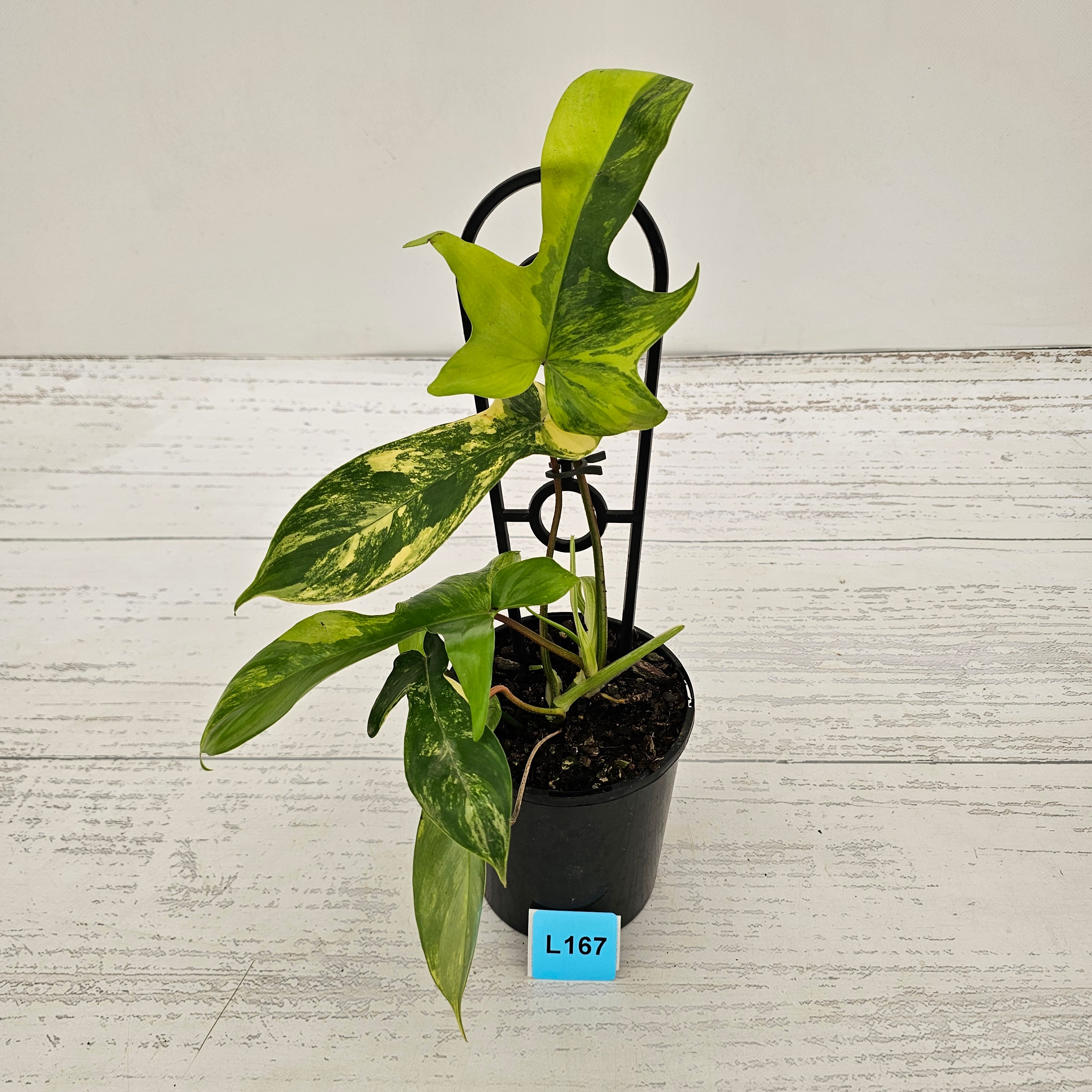 Philodendron pedatum Florida Beauty