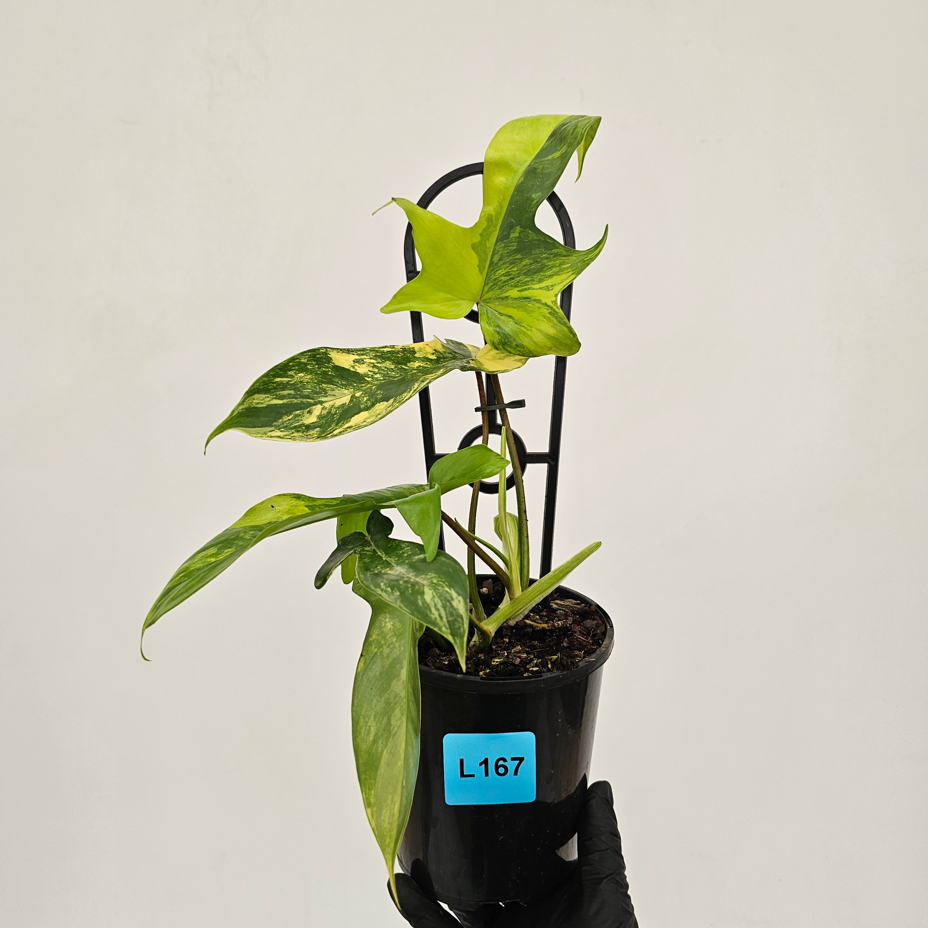 Philodendron pedatum Florida Beauty