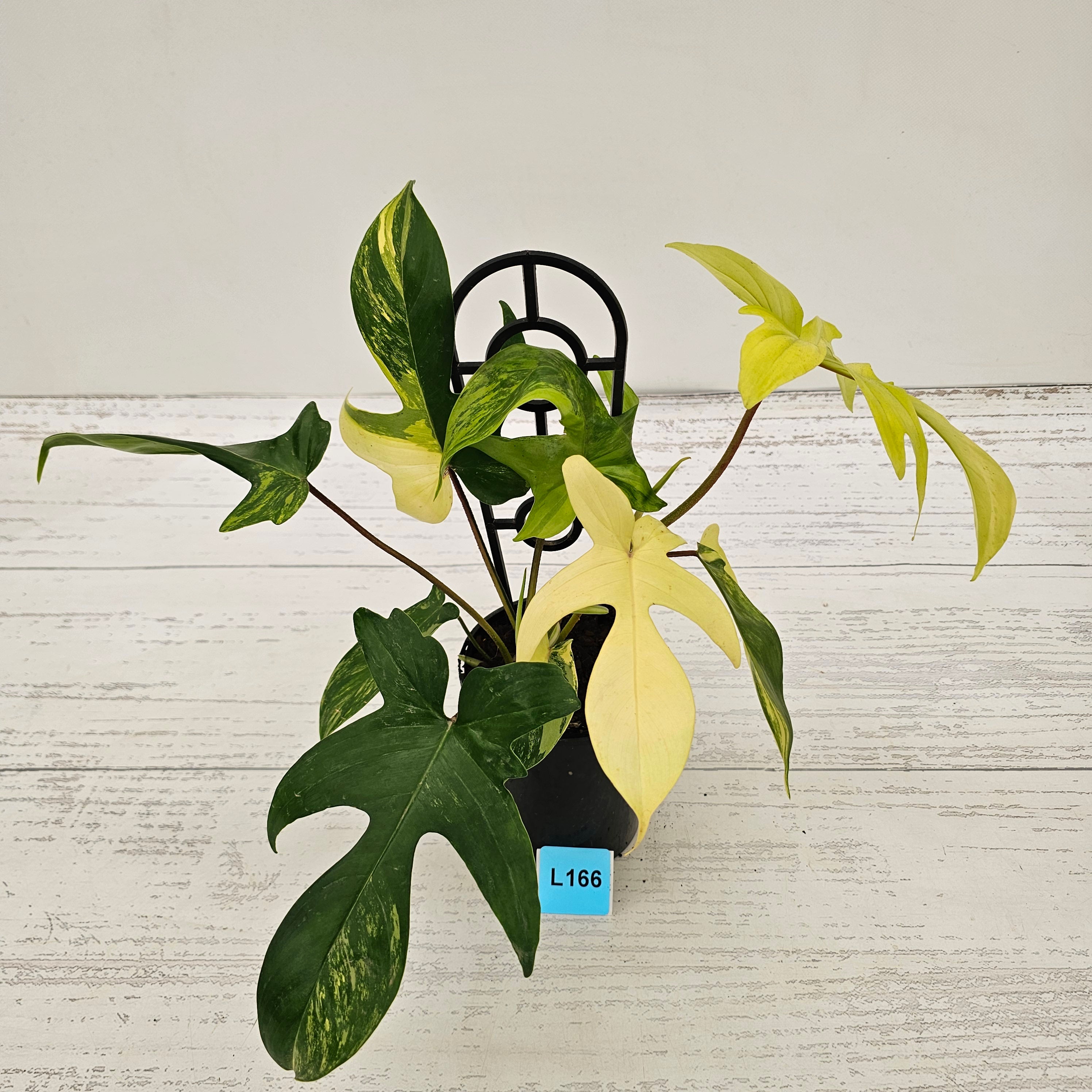 Philodendron pedatum Florida Beauty