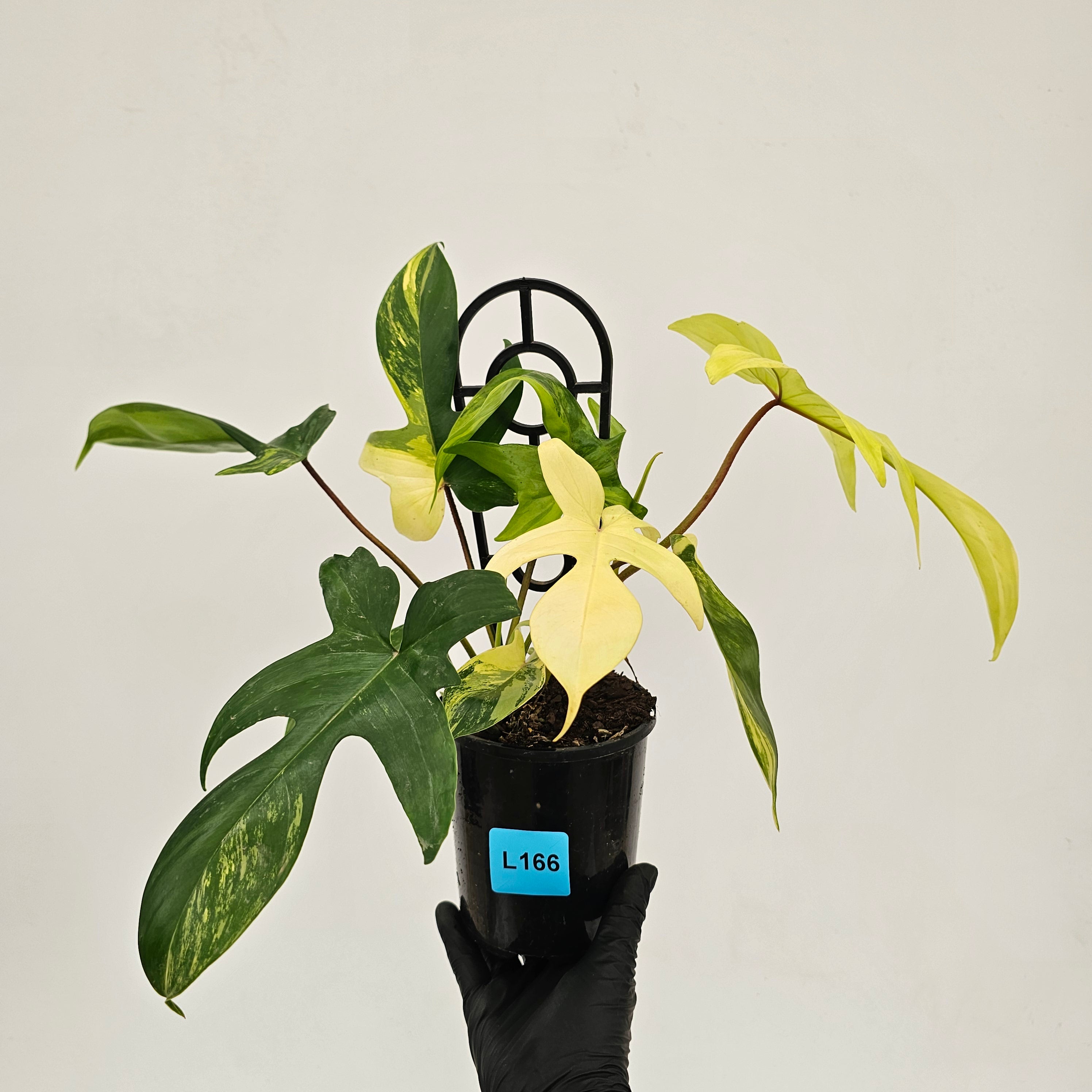 Philodendron pedatum Florida Beauty