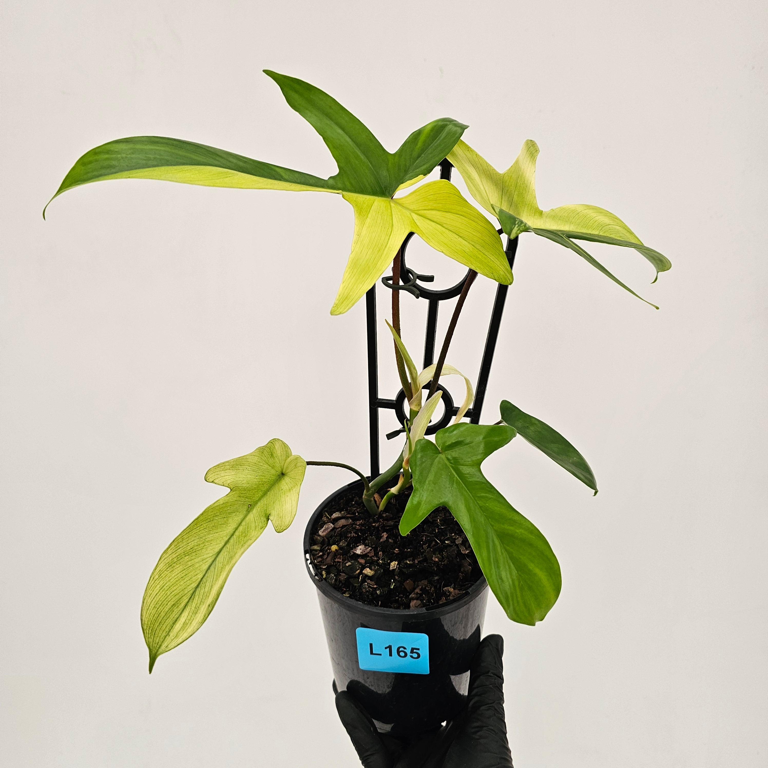 Philodendron pedatum Florida Beauty