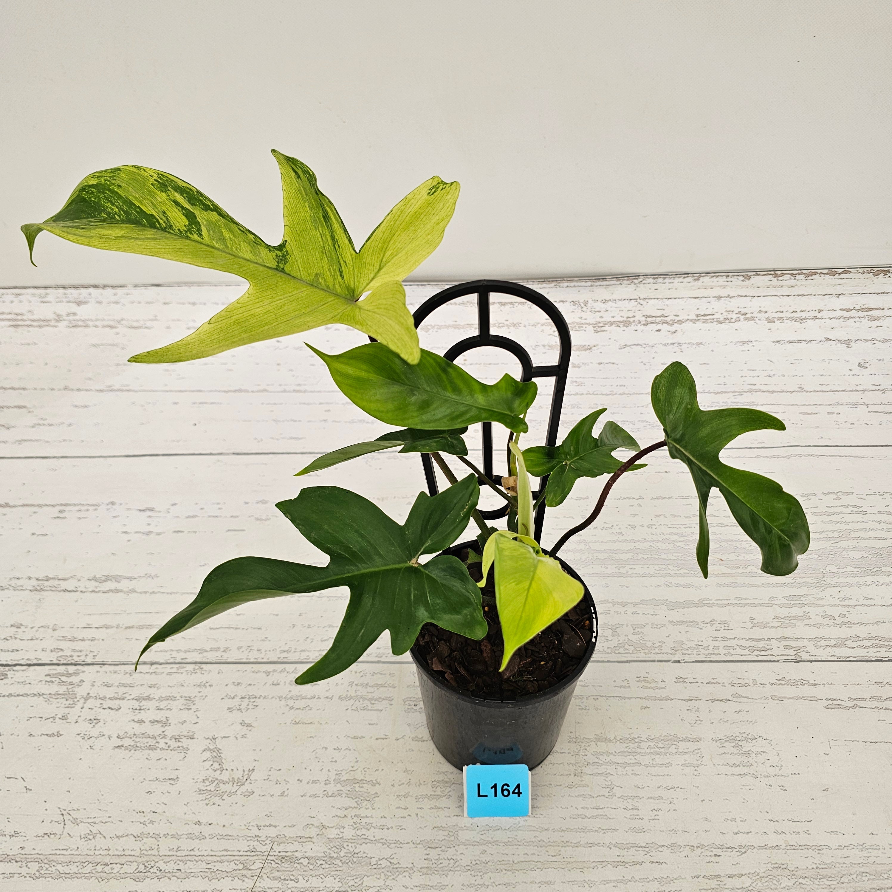 Philodendron pedatum Florida Beauty