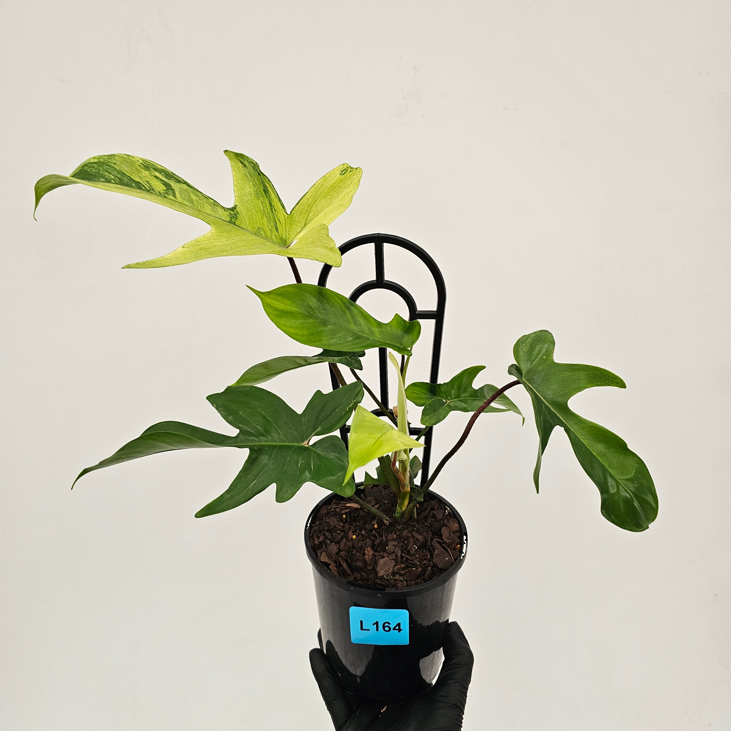 Philodendron pedatum Florida Beauty