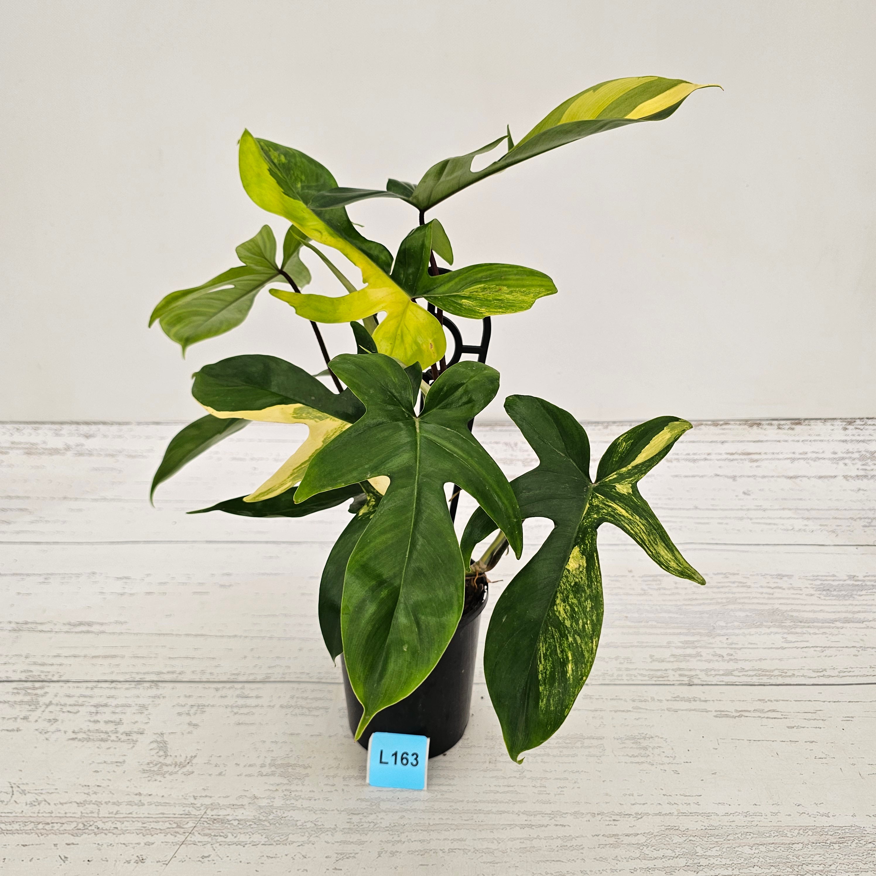 Philodendron pedatum Florida Beauty