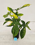 Philodendron pedatum Florida Beauty