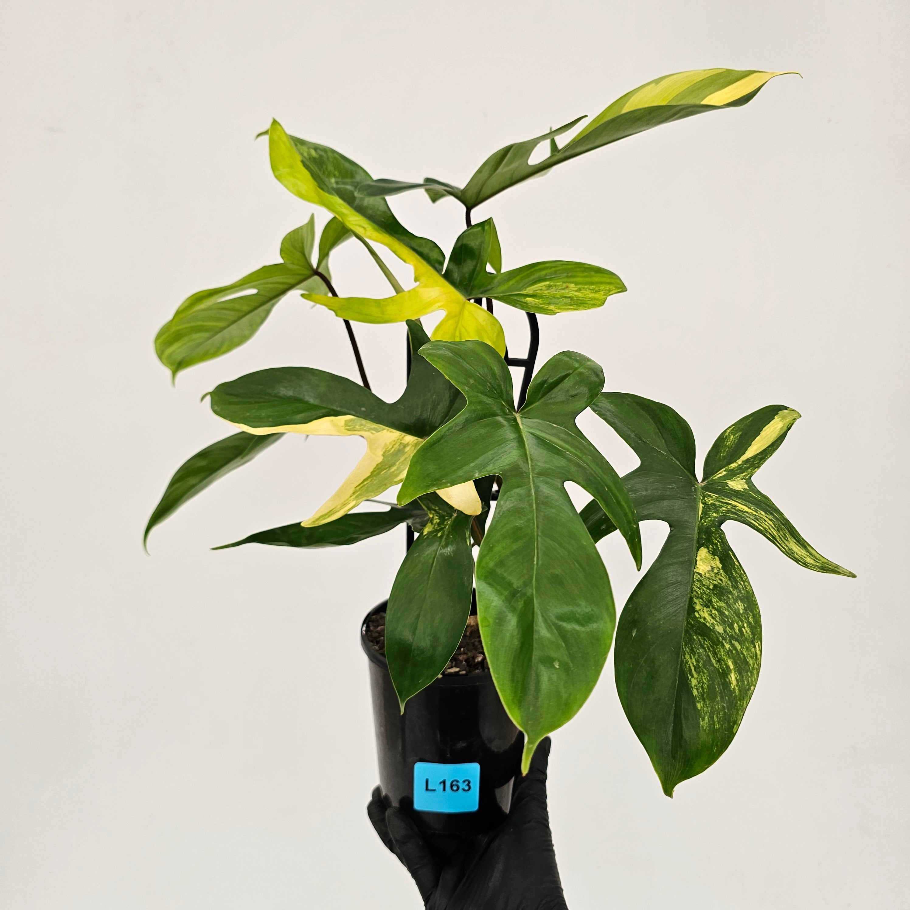 Philodendron pedatum Florida Beauty