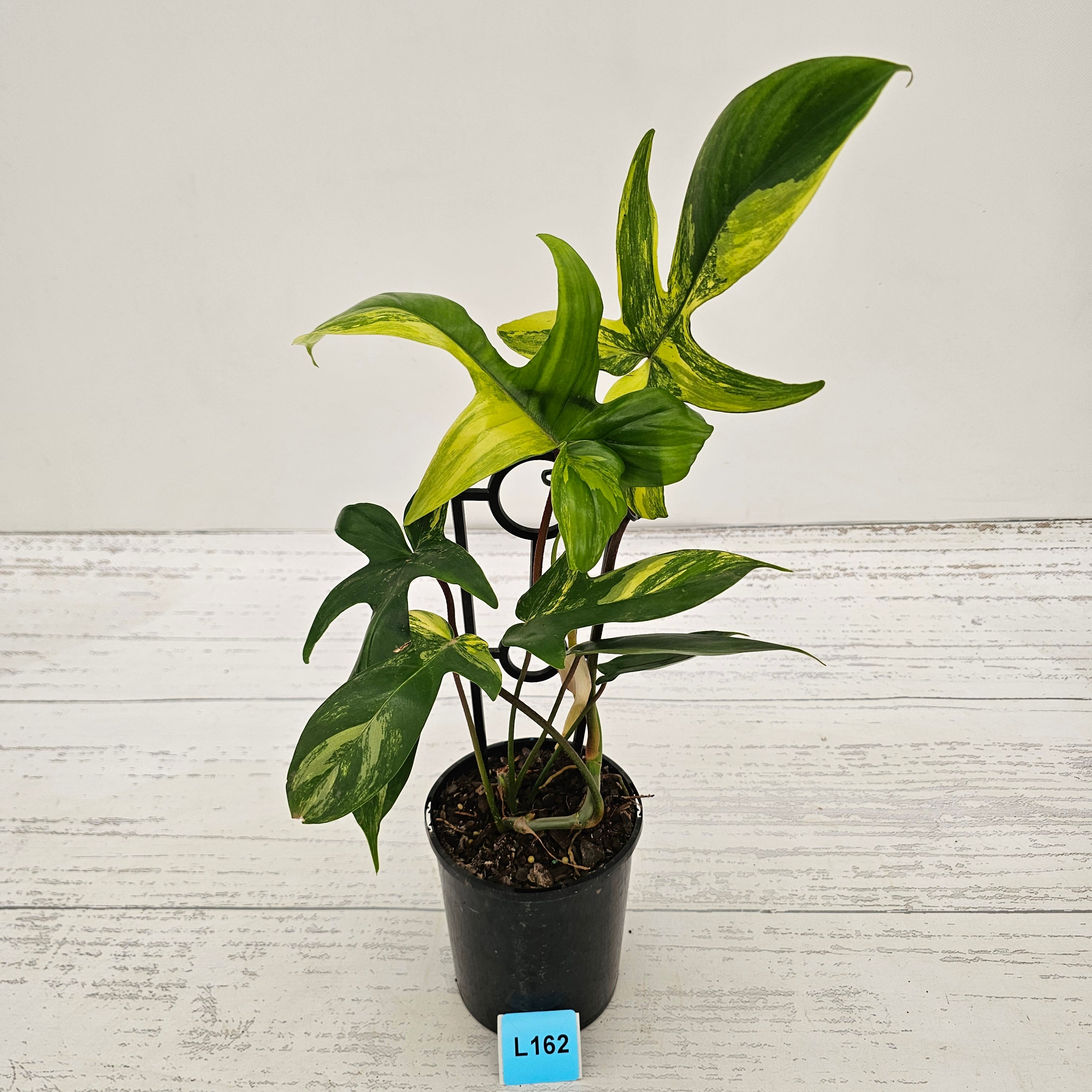 Philodendron pedatum Florida Beauty