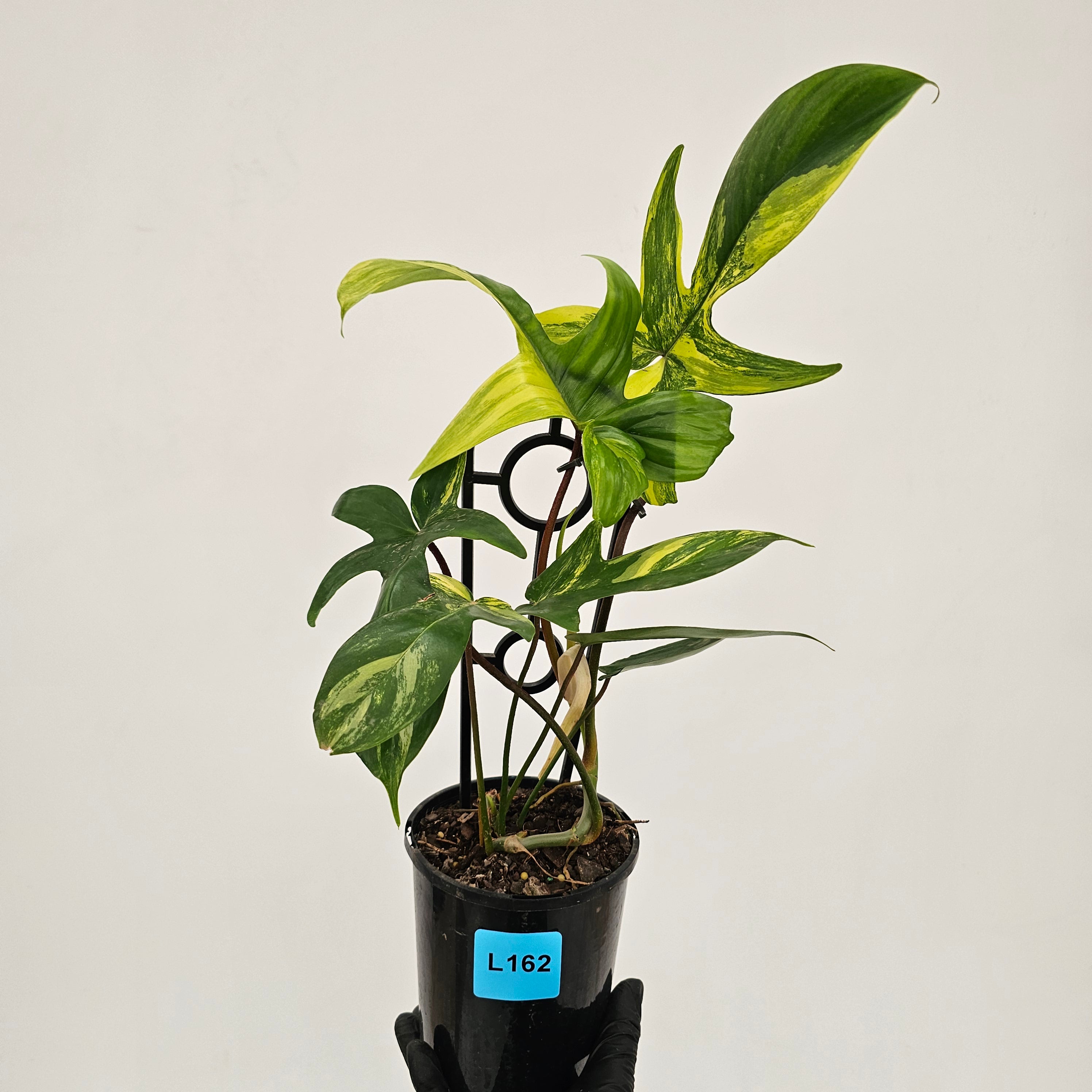 Philodendron pedatum Florida Beauty