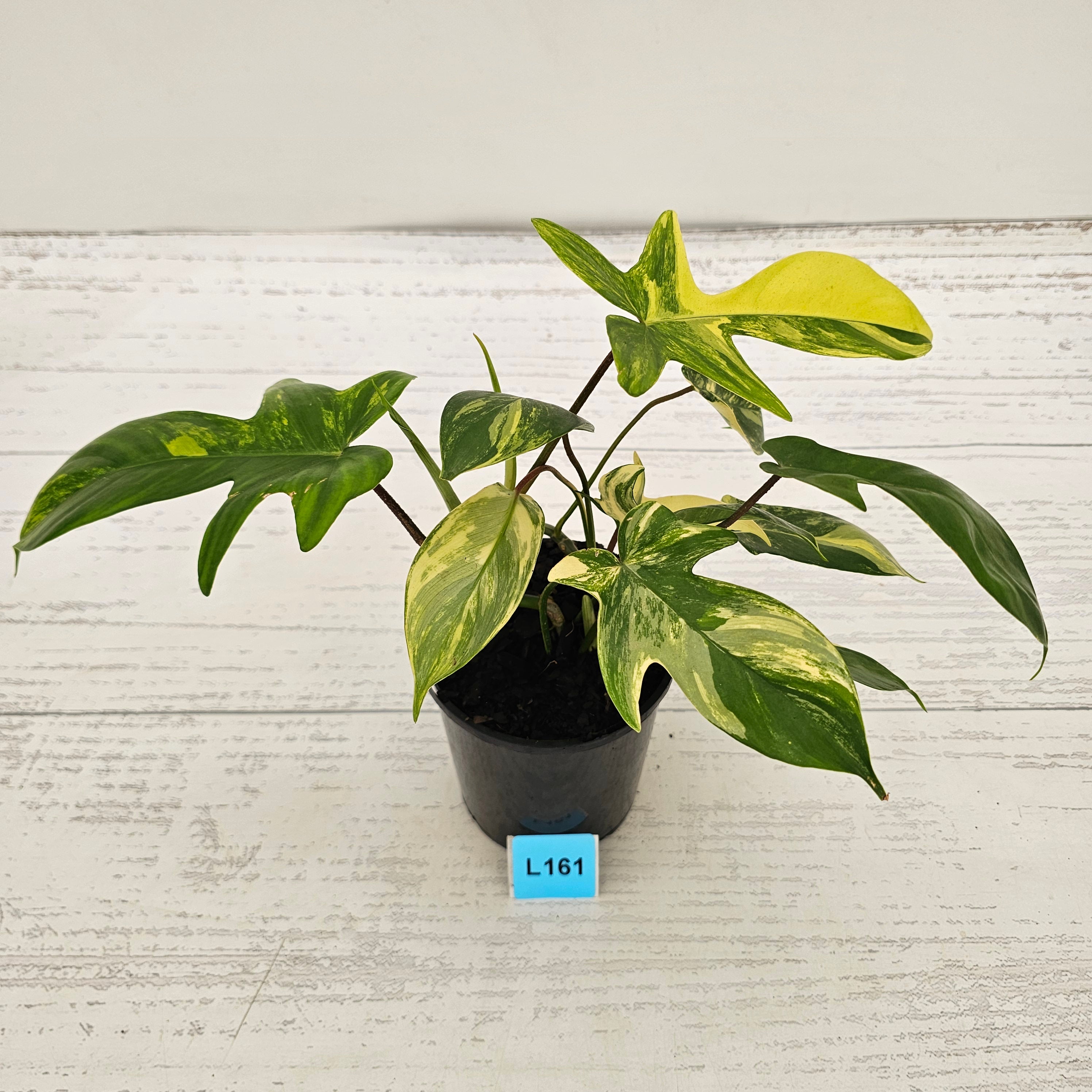 Philodendron pedatum Florida Beauty