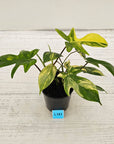 Philodendron pedatum Florida Beauty