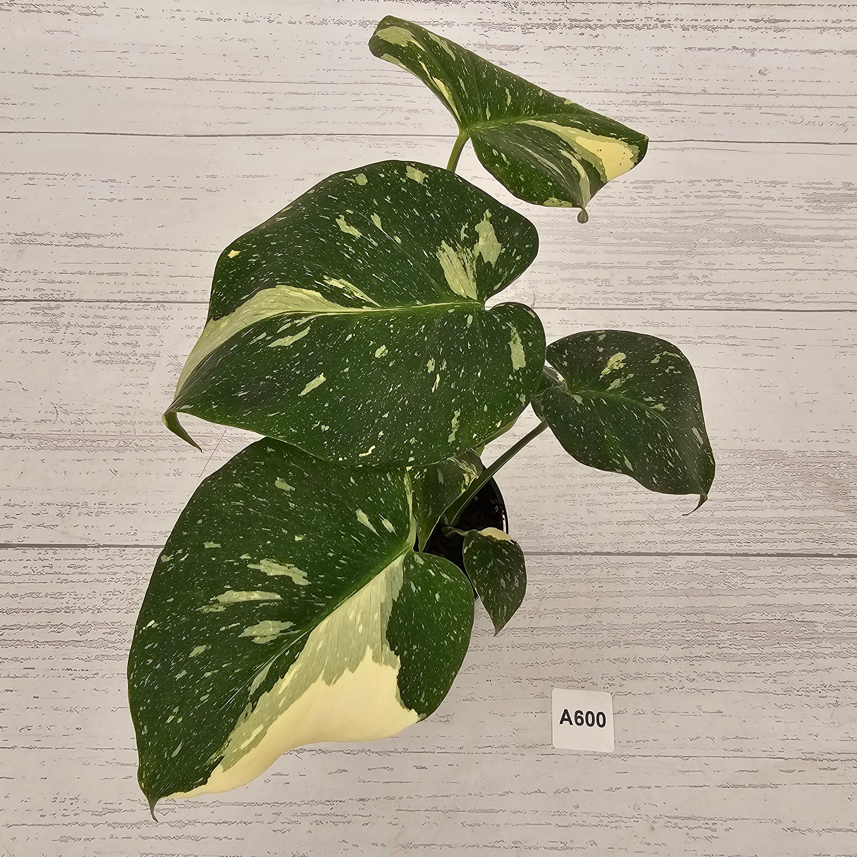 Monstera deliciosa Thai Constellation
