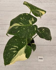 Monstera deliciosa Thai Constellation