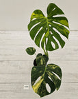Monstera deliciosa Variegata