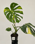 Monstera deliciosa Variegata