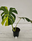 Monstera deliciosa Variegata