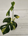 Monstera deliciosa Variegata
