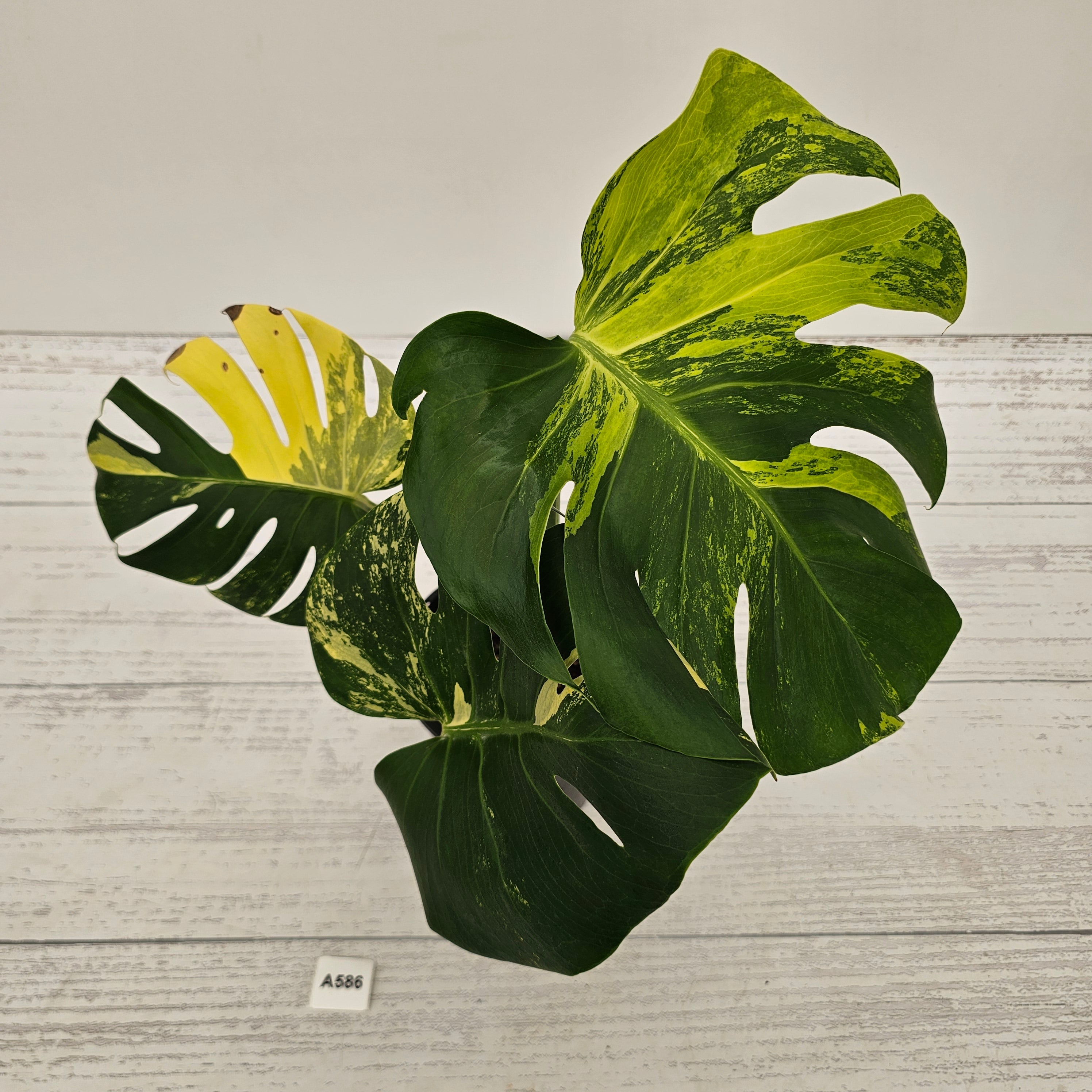 Monstera deliciosa Variegata