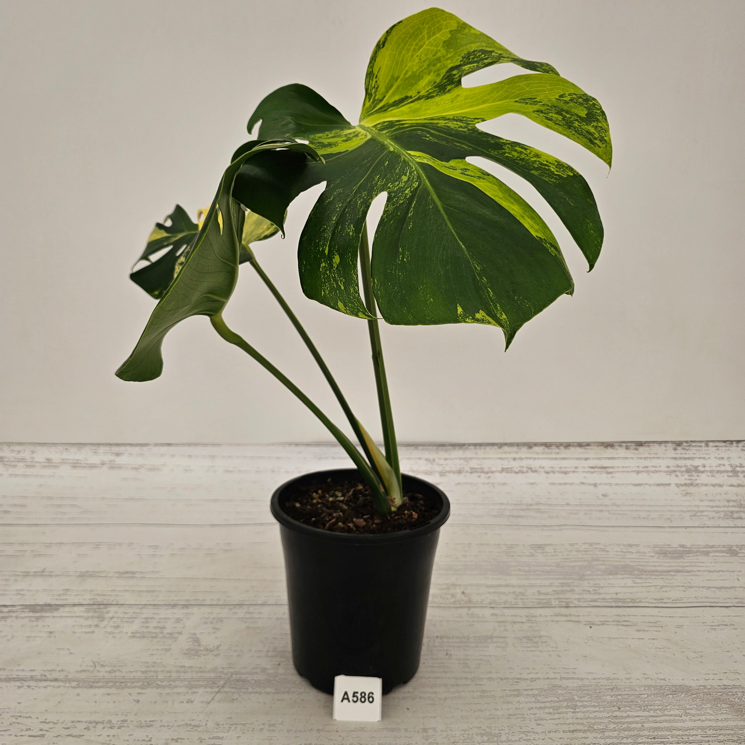 Monstera deliciosa Variegata