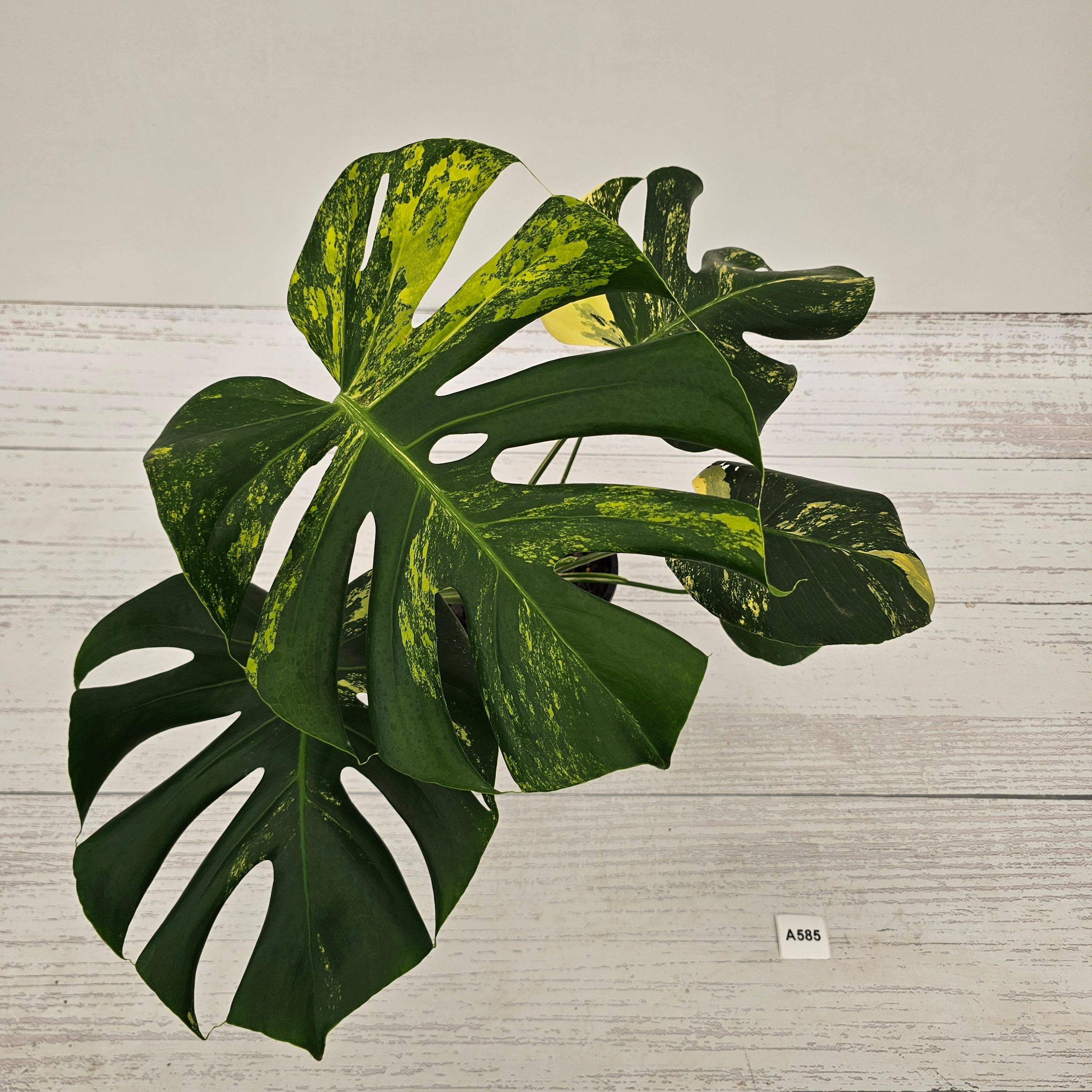 Monstera deliciosa Variegata